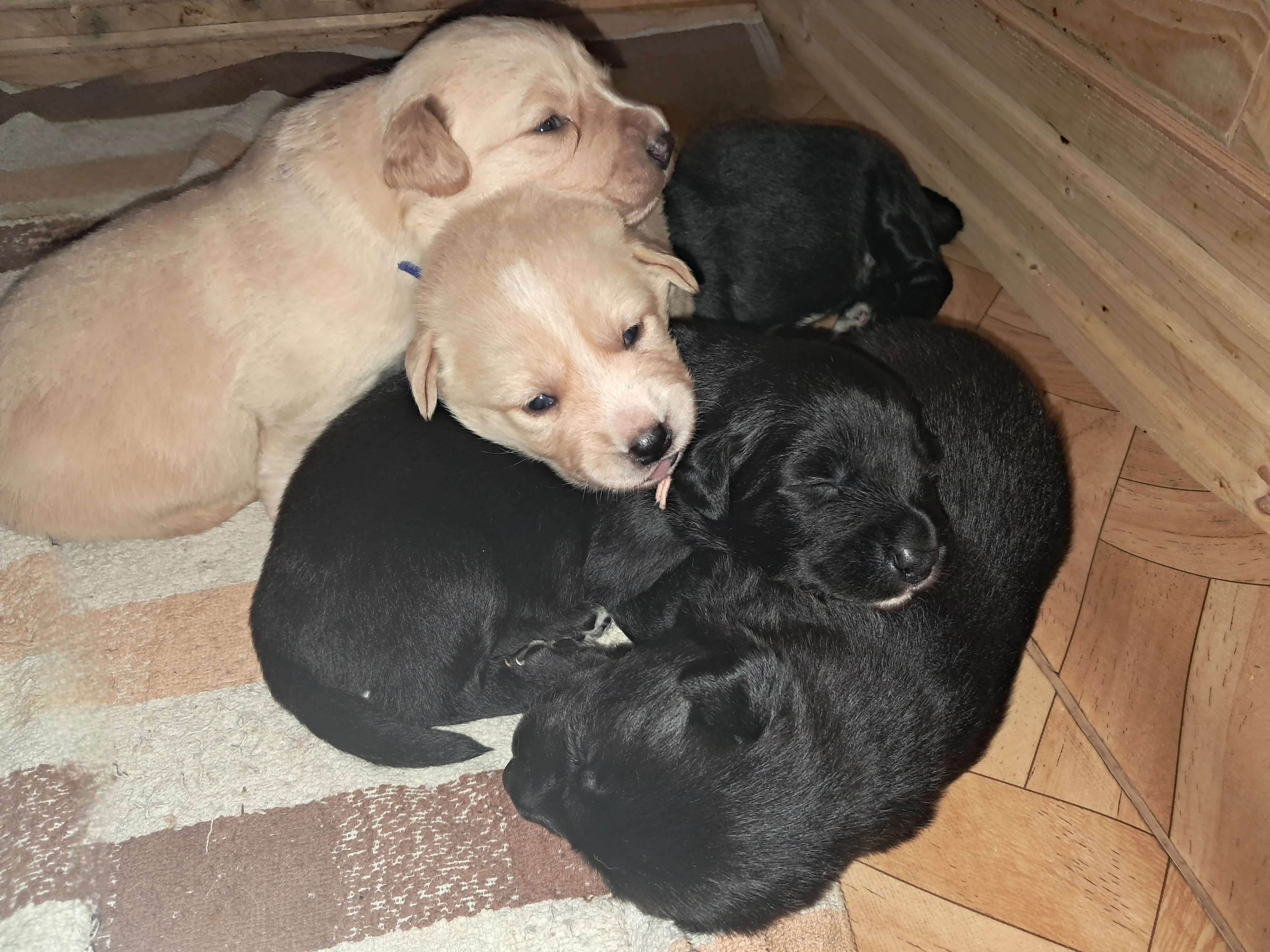 "BORADOR" Border Kolie, Labrador