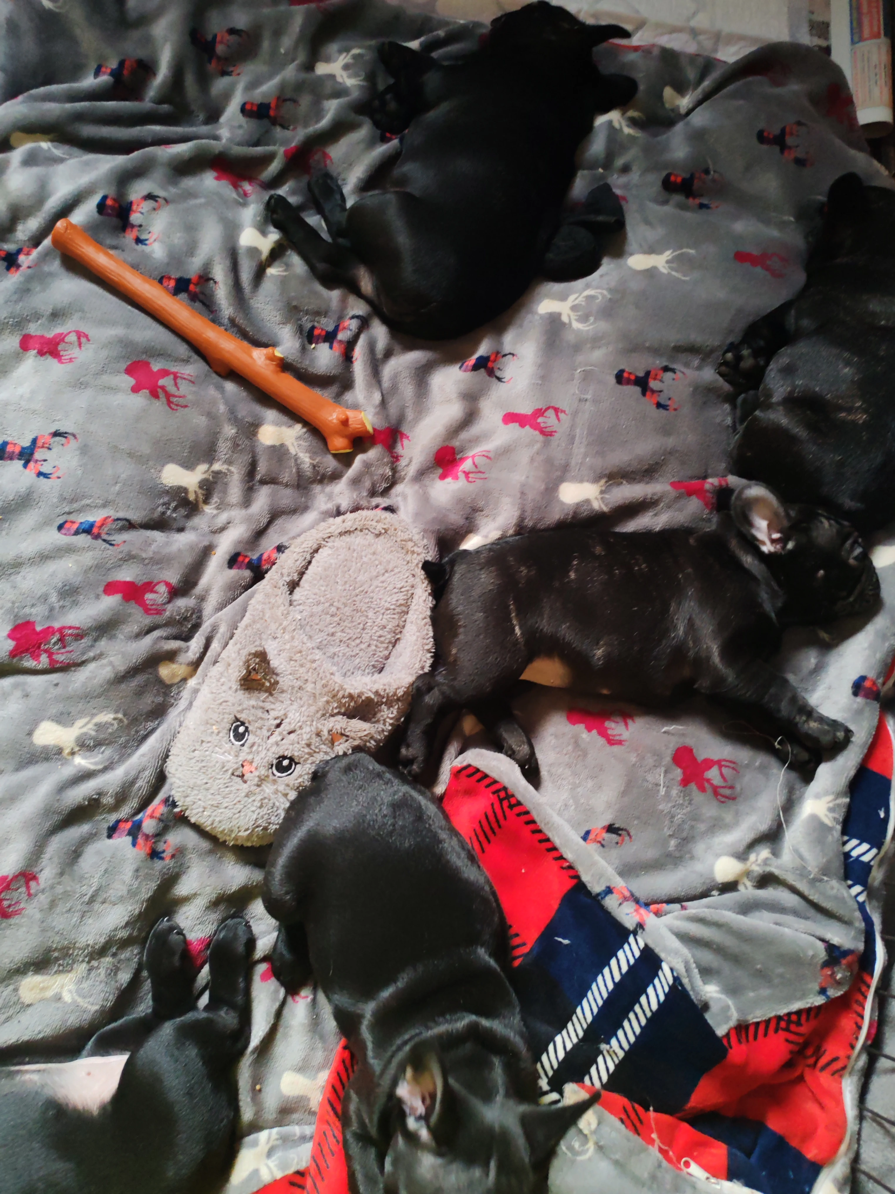 Francouzský buldoček štěňata s PP