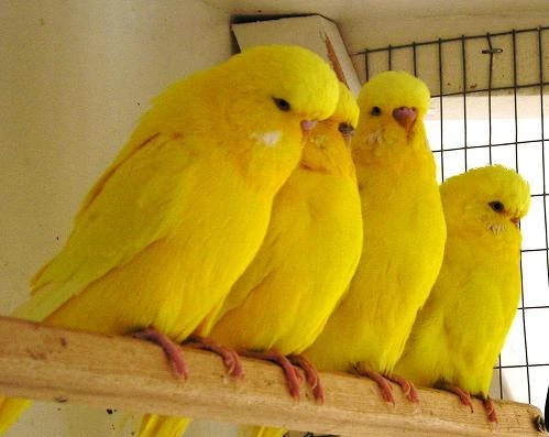 Koupím andulky vlnkované