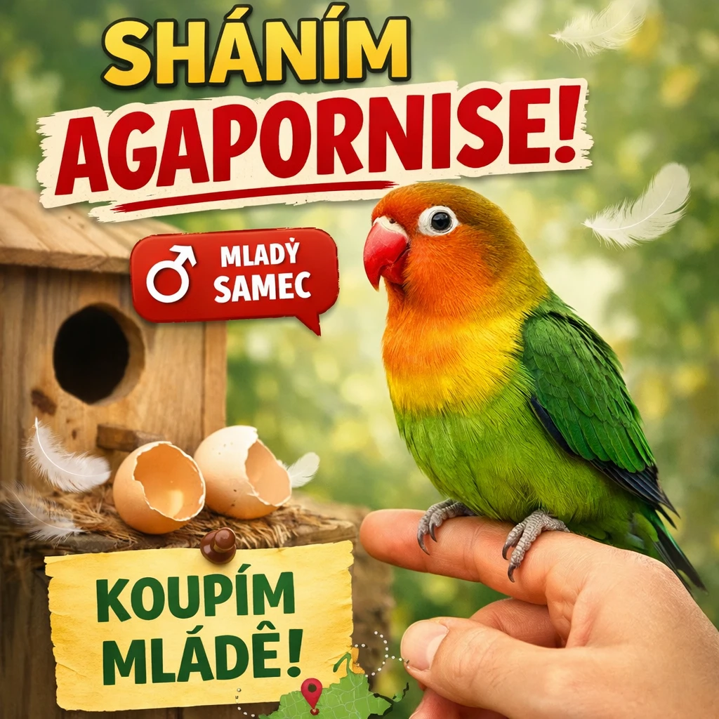 Koupím - Agapornis - mladého samce (dojedu kamkoliv)