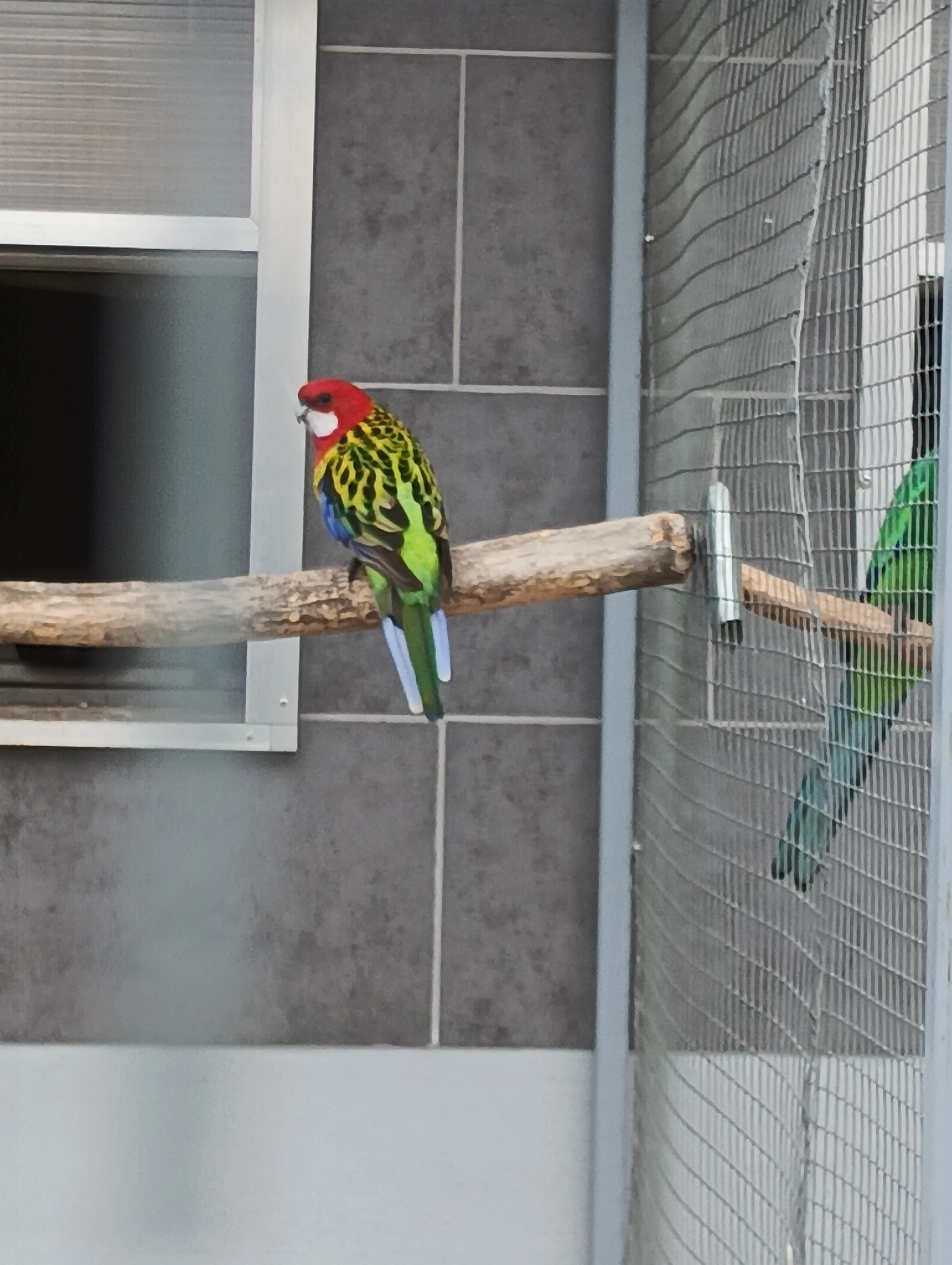 Prodám roselu pestrou