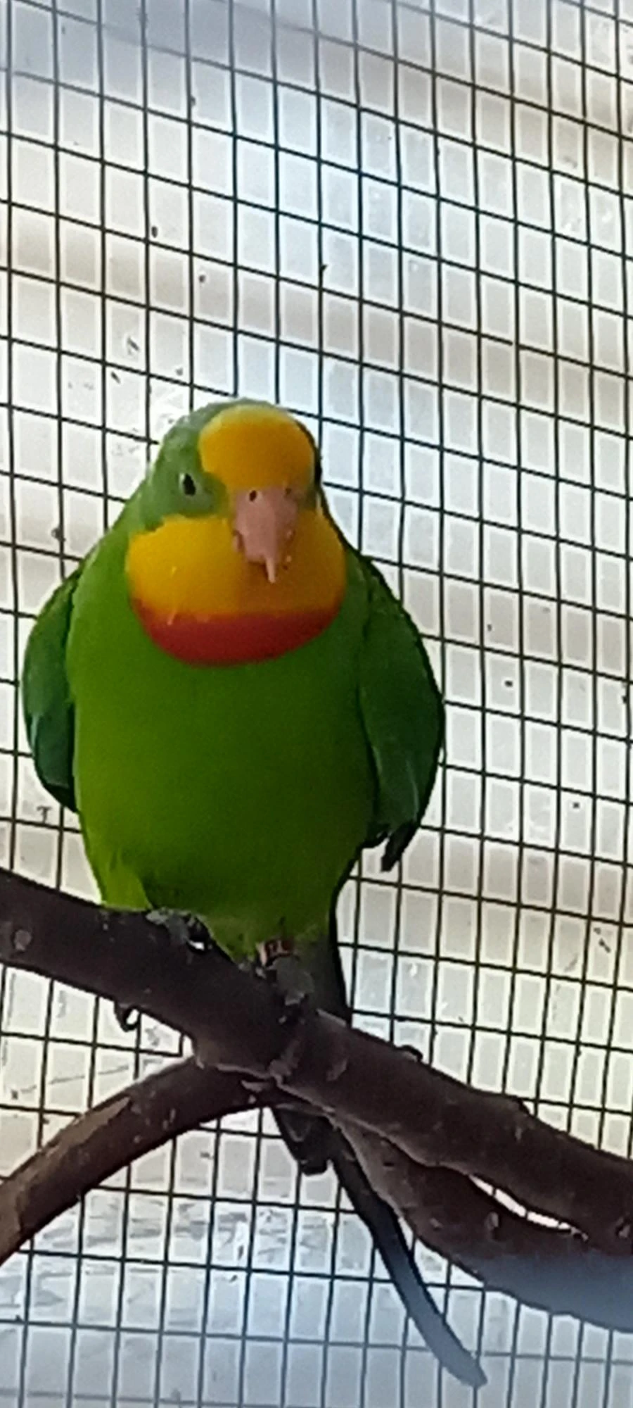 Papoušek Nádherný