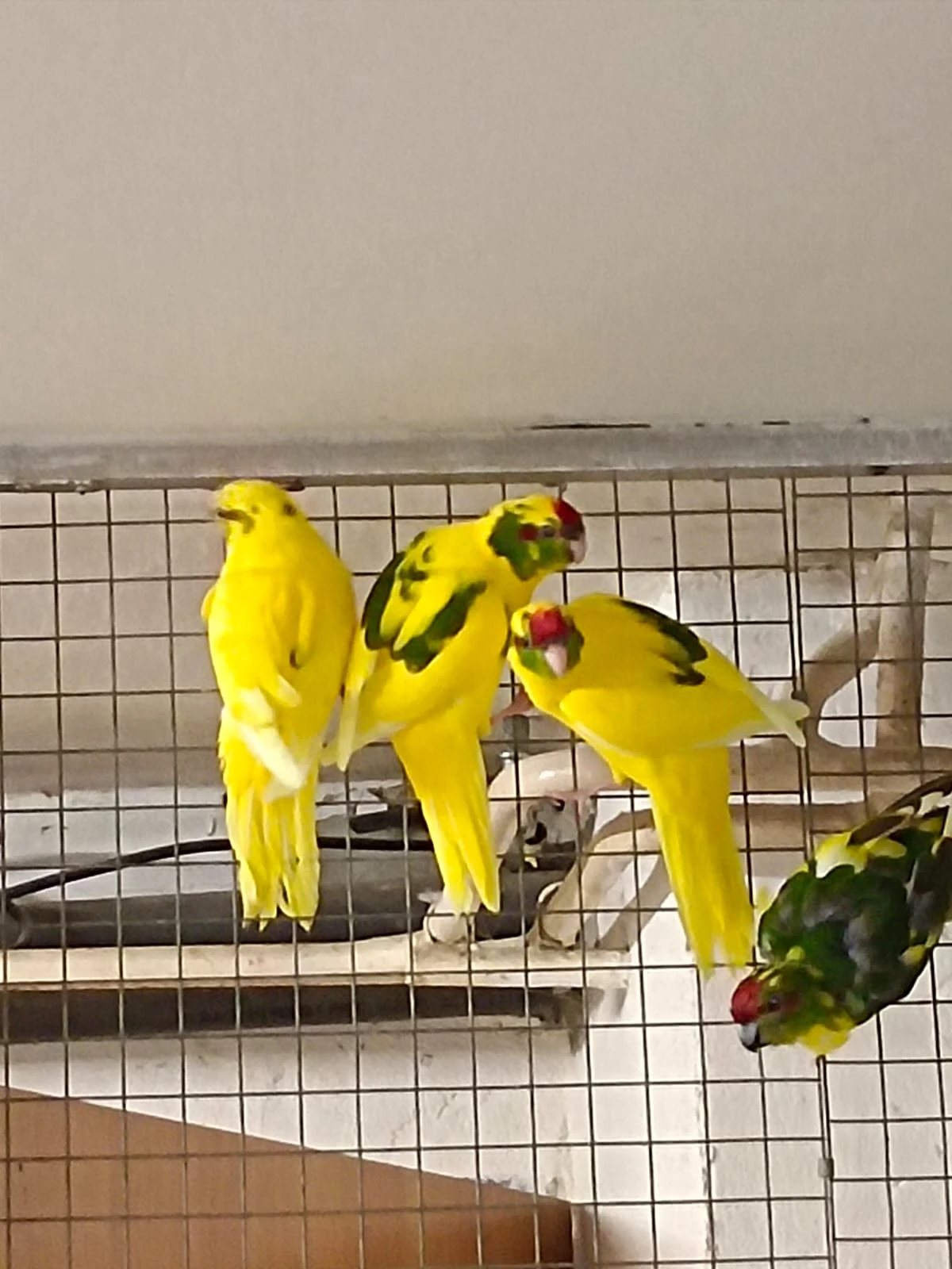 Letošní mladé, kakariki rudočelý