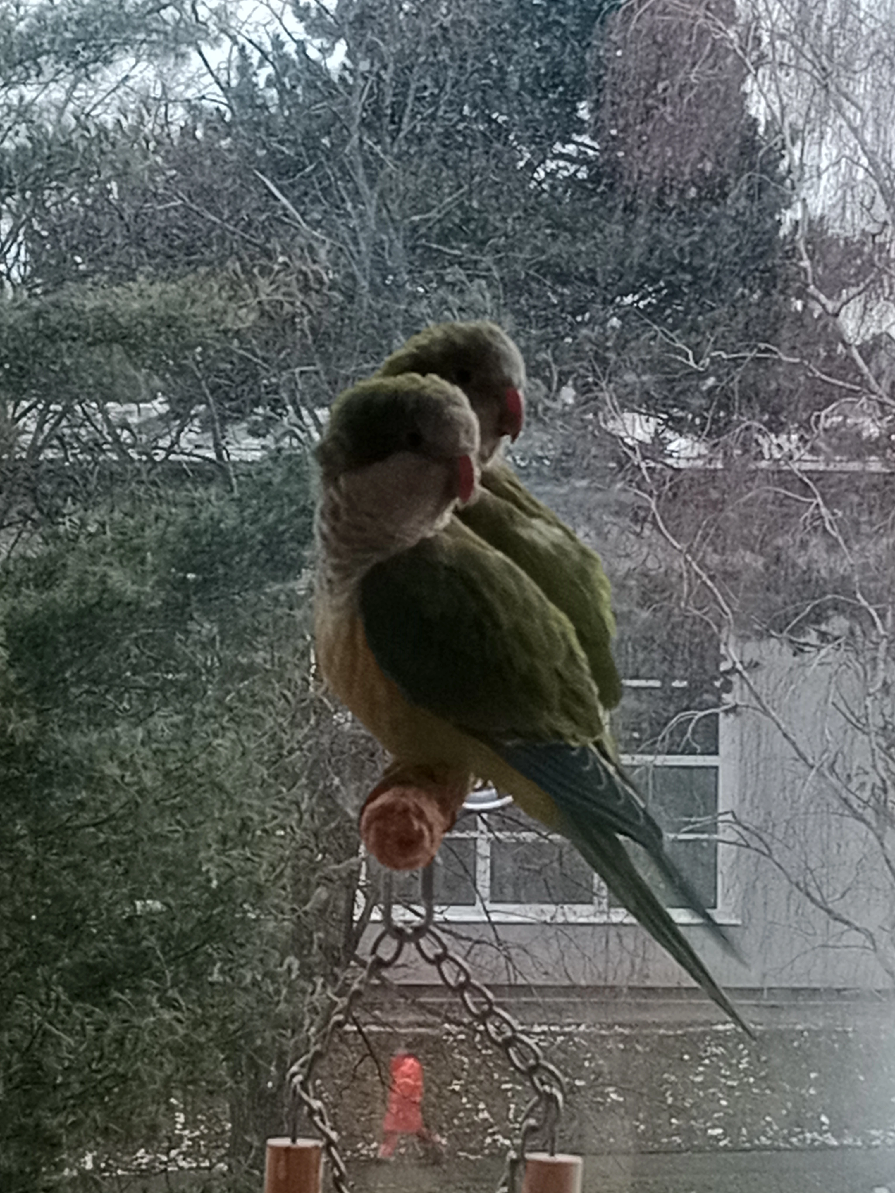 Prodám Mníška šedého