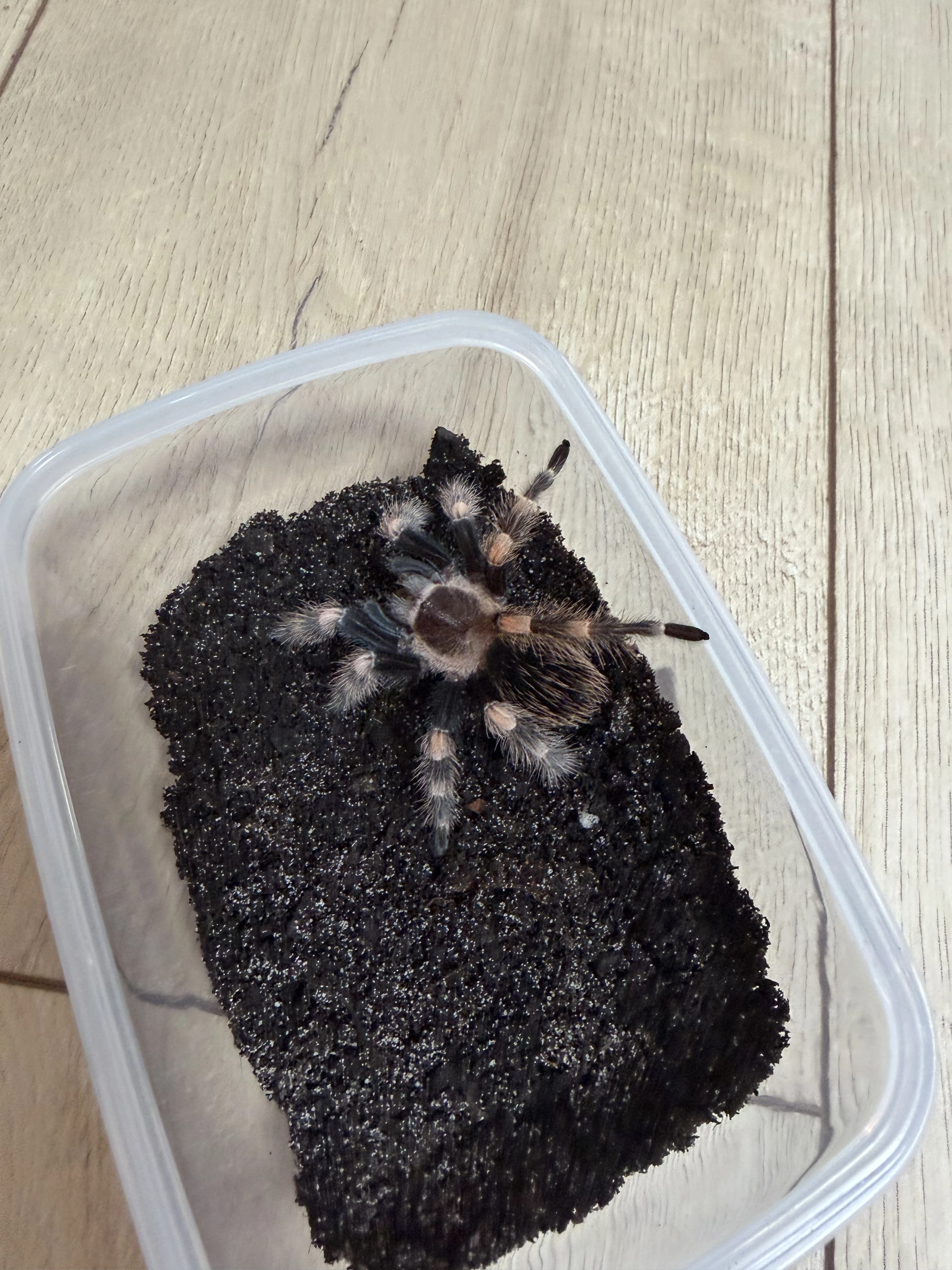 Brachypelma Hamorii ex Smithi