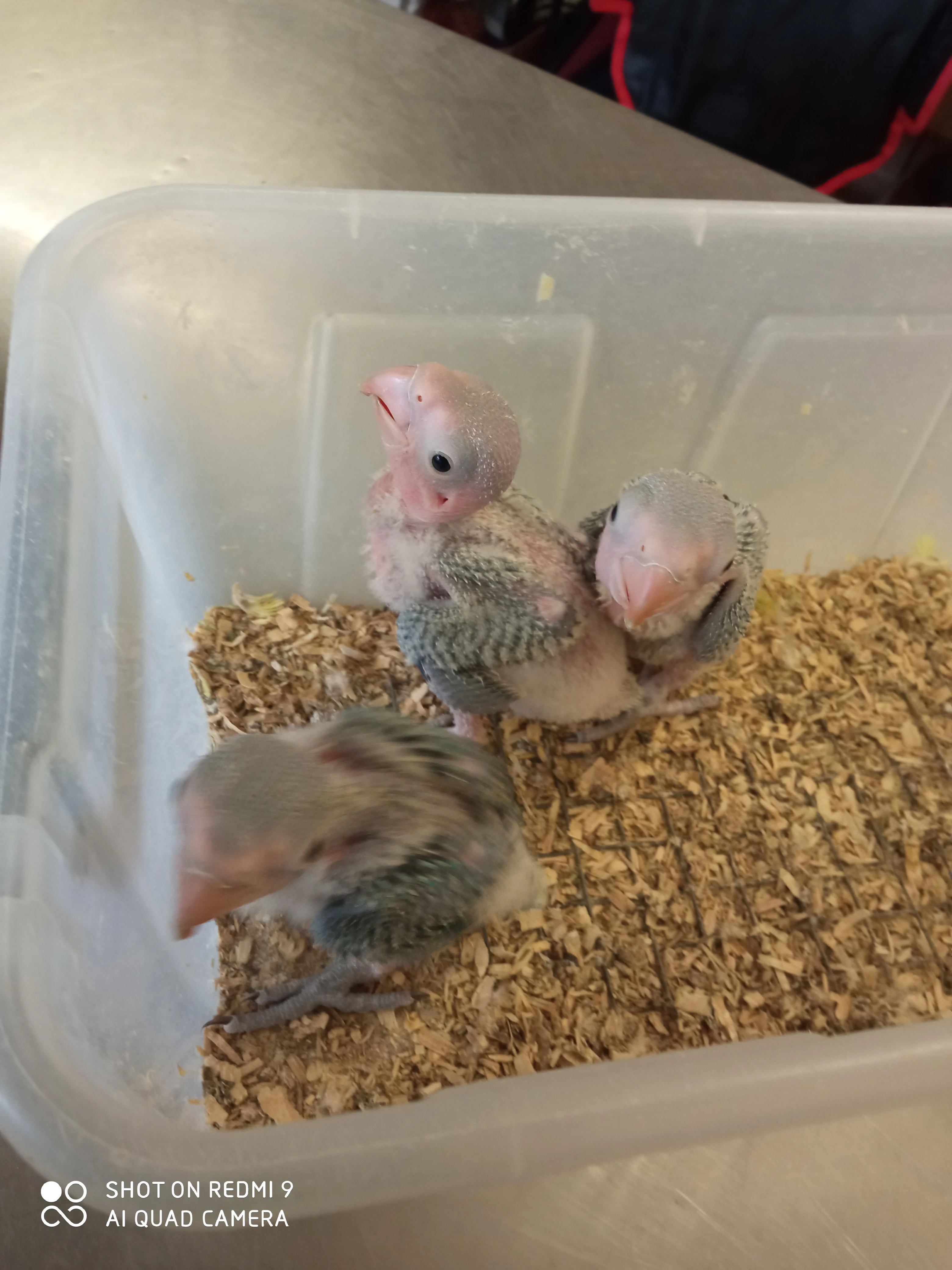 Alexandr velký na dokrmení