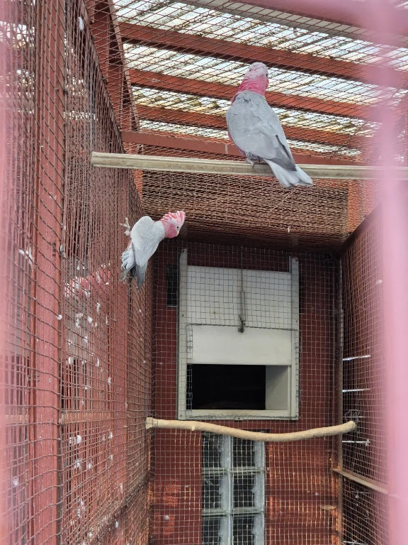 Kakadu růžový - pár