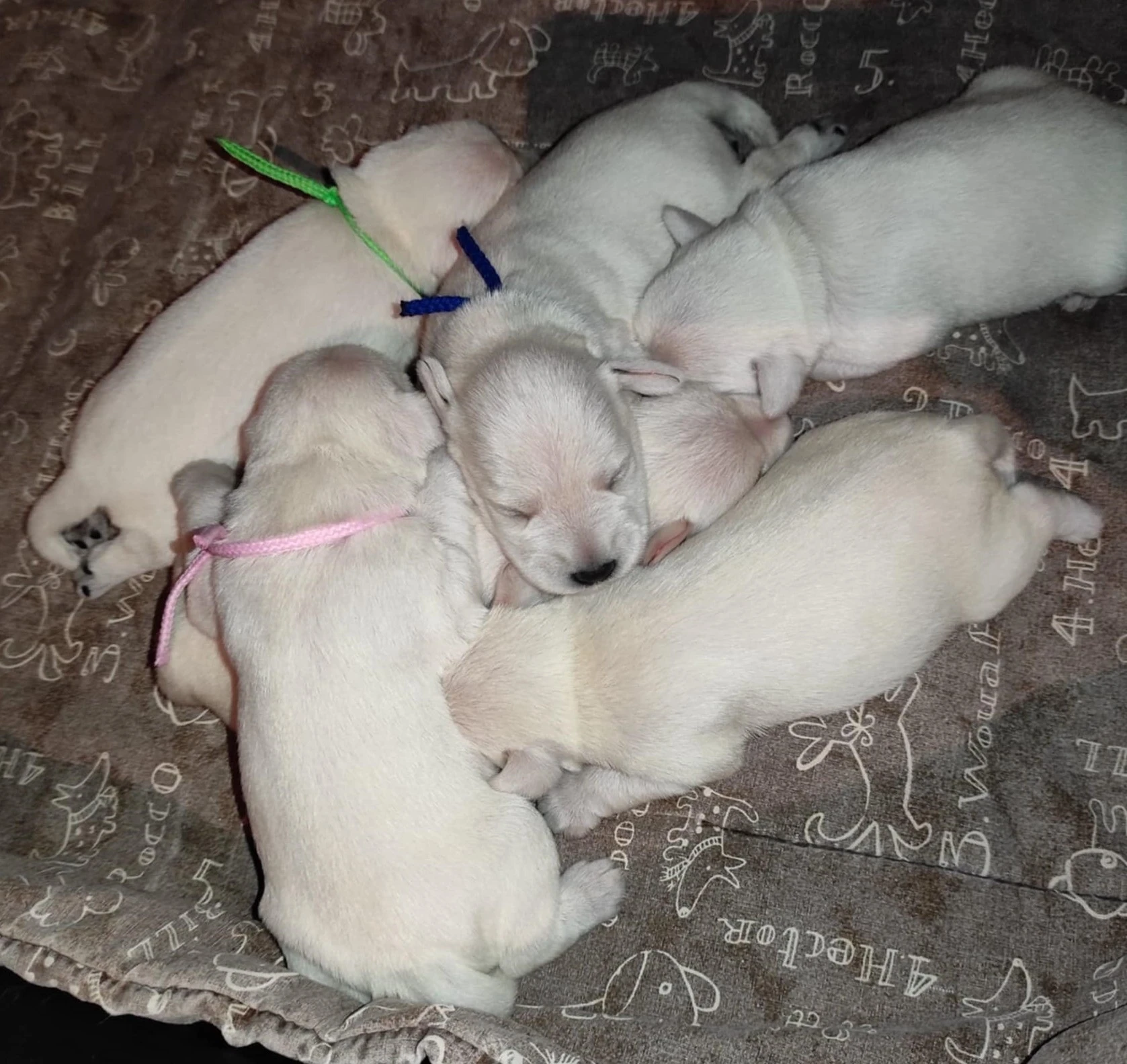 Knírač malý bílý-pejsci s PP