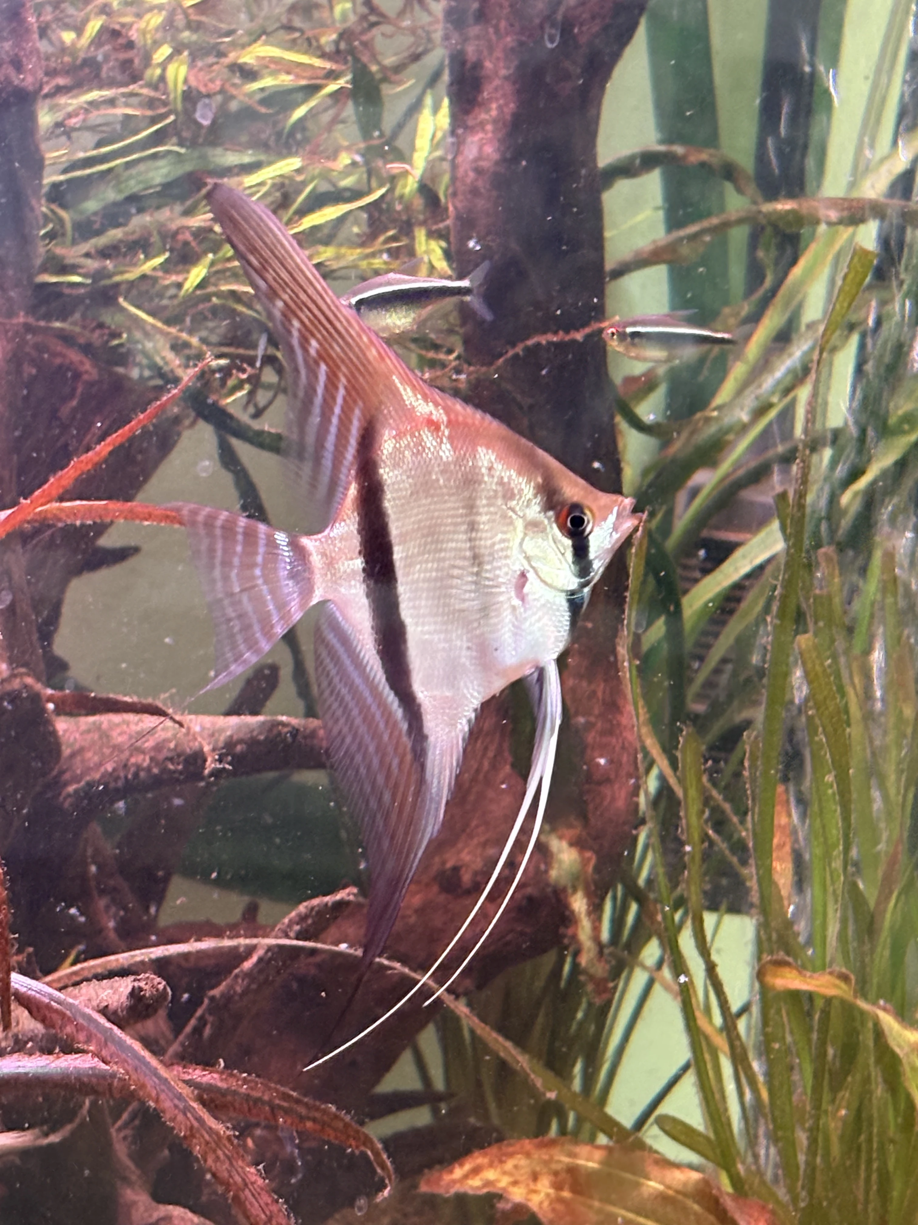 Pterophylum scalare - Santa Isabela , Sao Gabriel