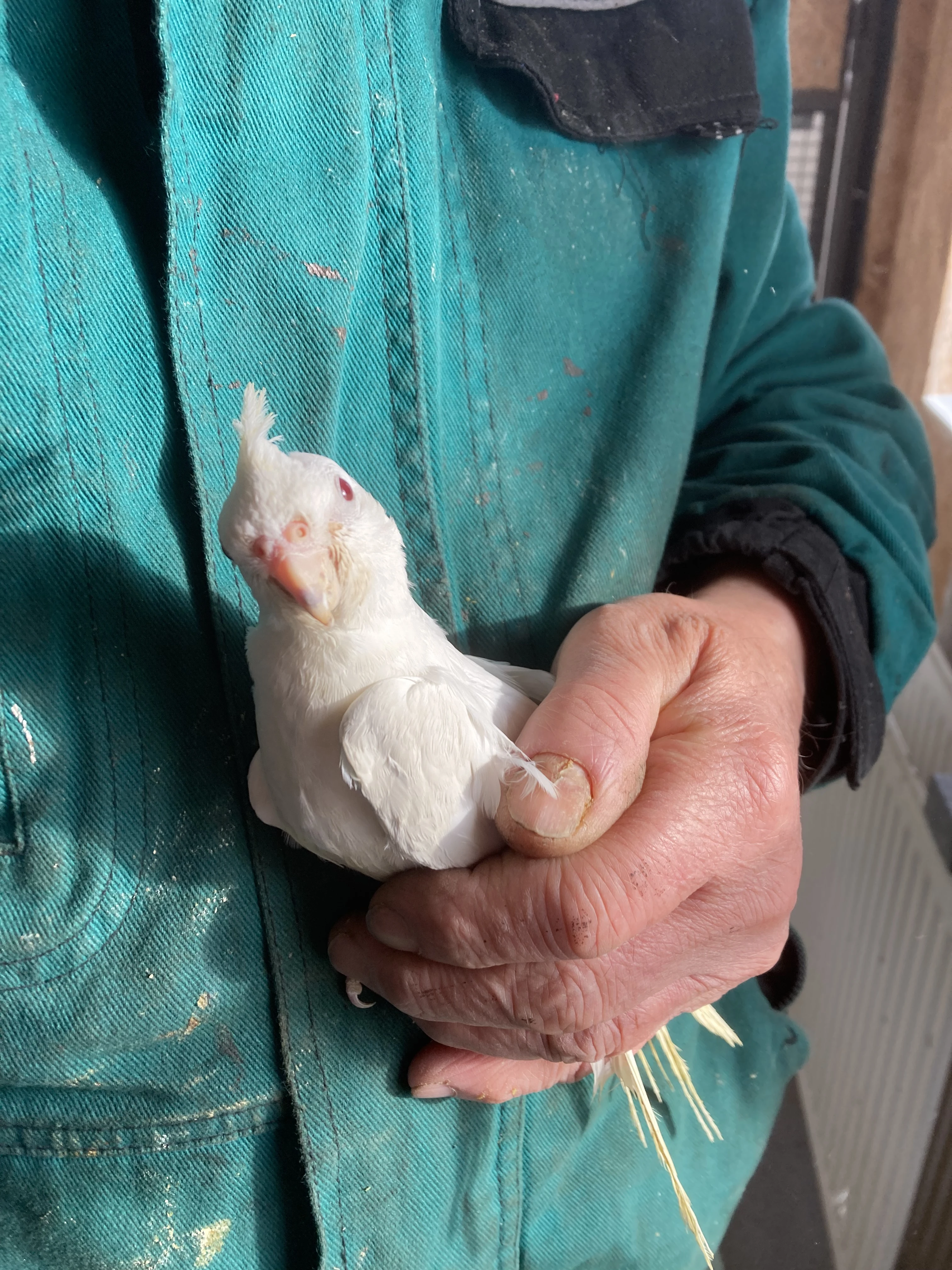 Prodám krotkou korelu albino