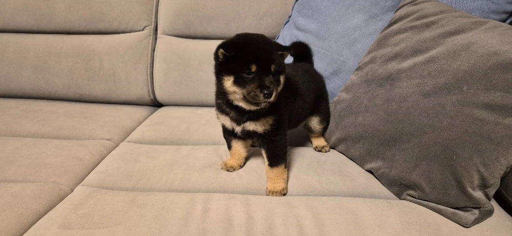 Chovatelská stanice Panství Yellow House nabízí štěňata Shiba Inu s PP ČMKU/FCI
