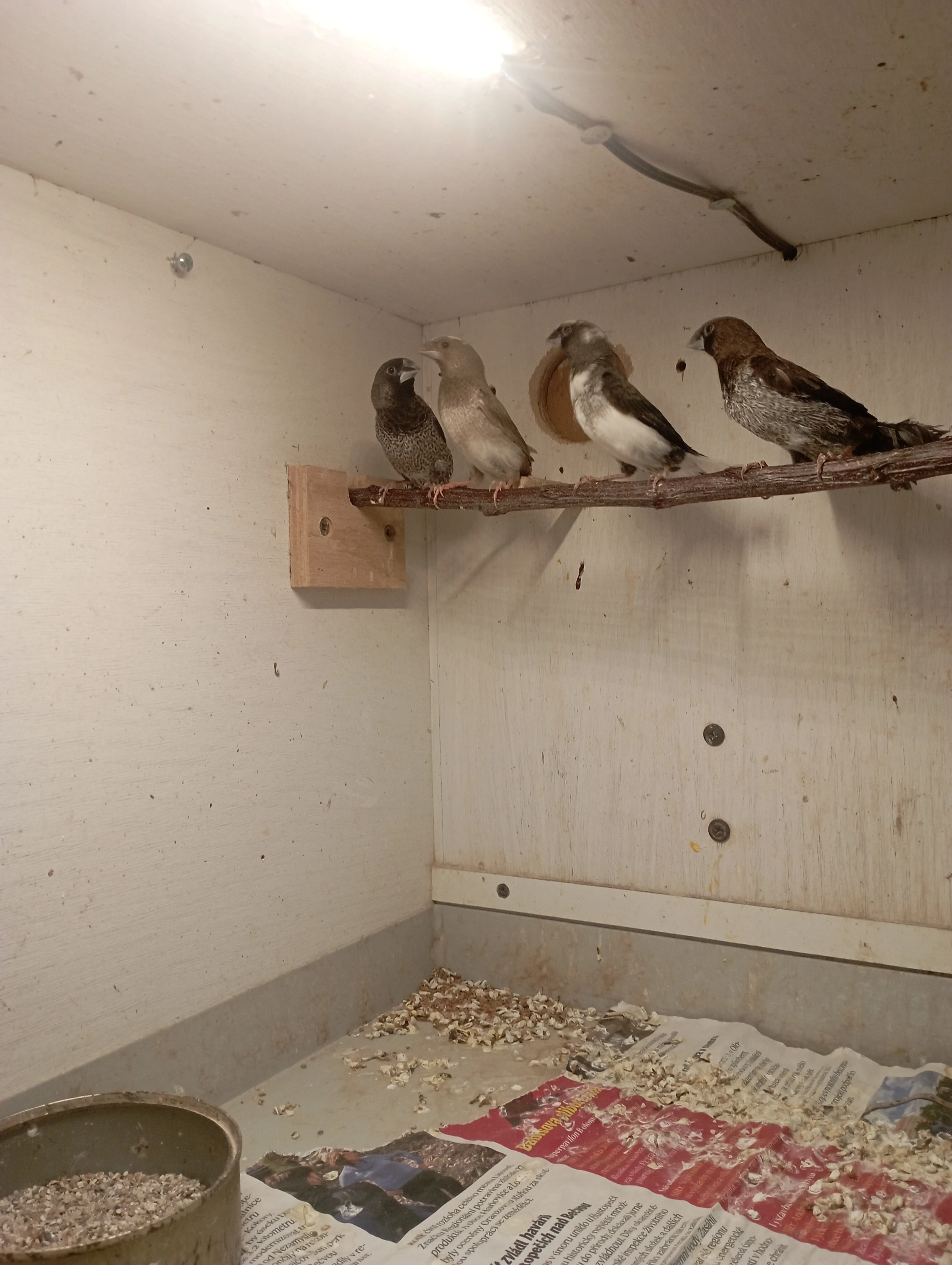 Chůvička japonská