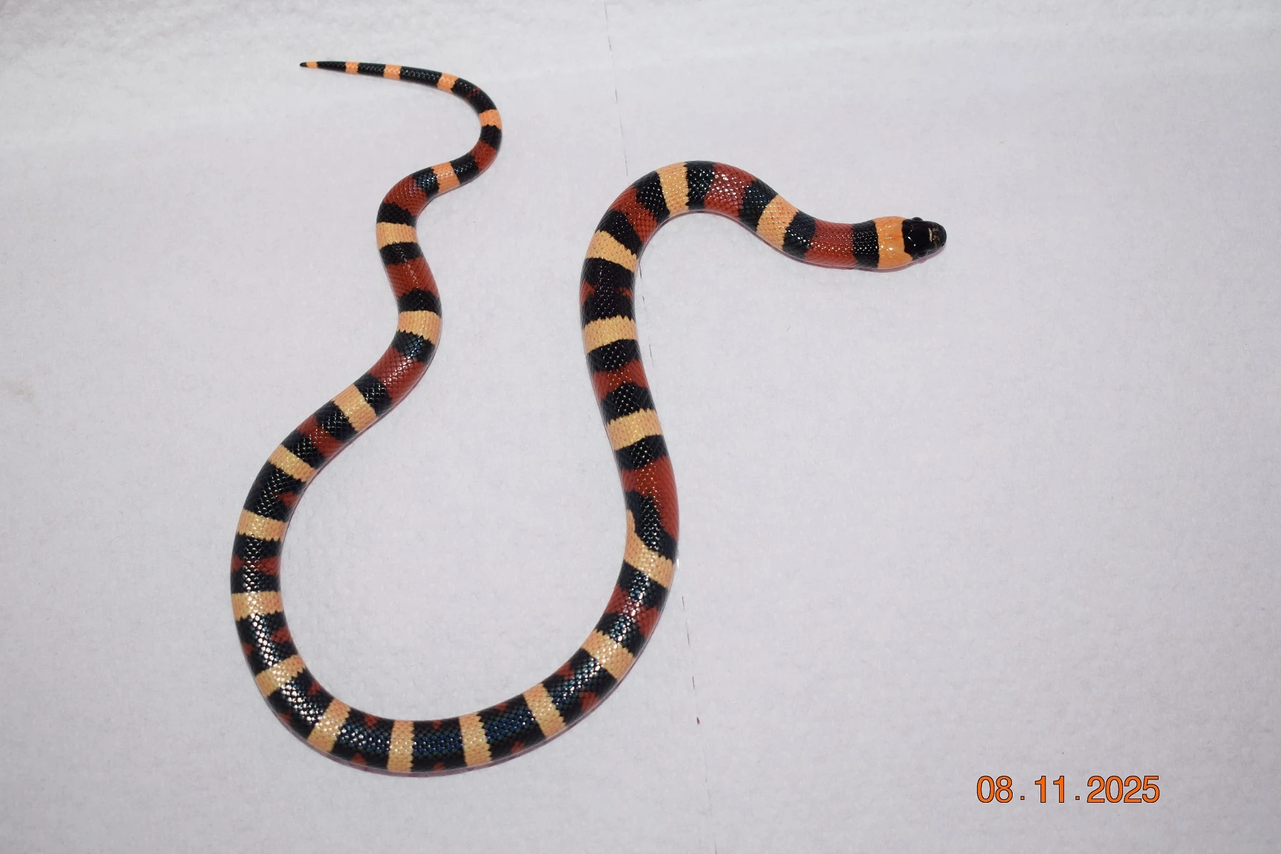 Korálovka mex cambeli odchov