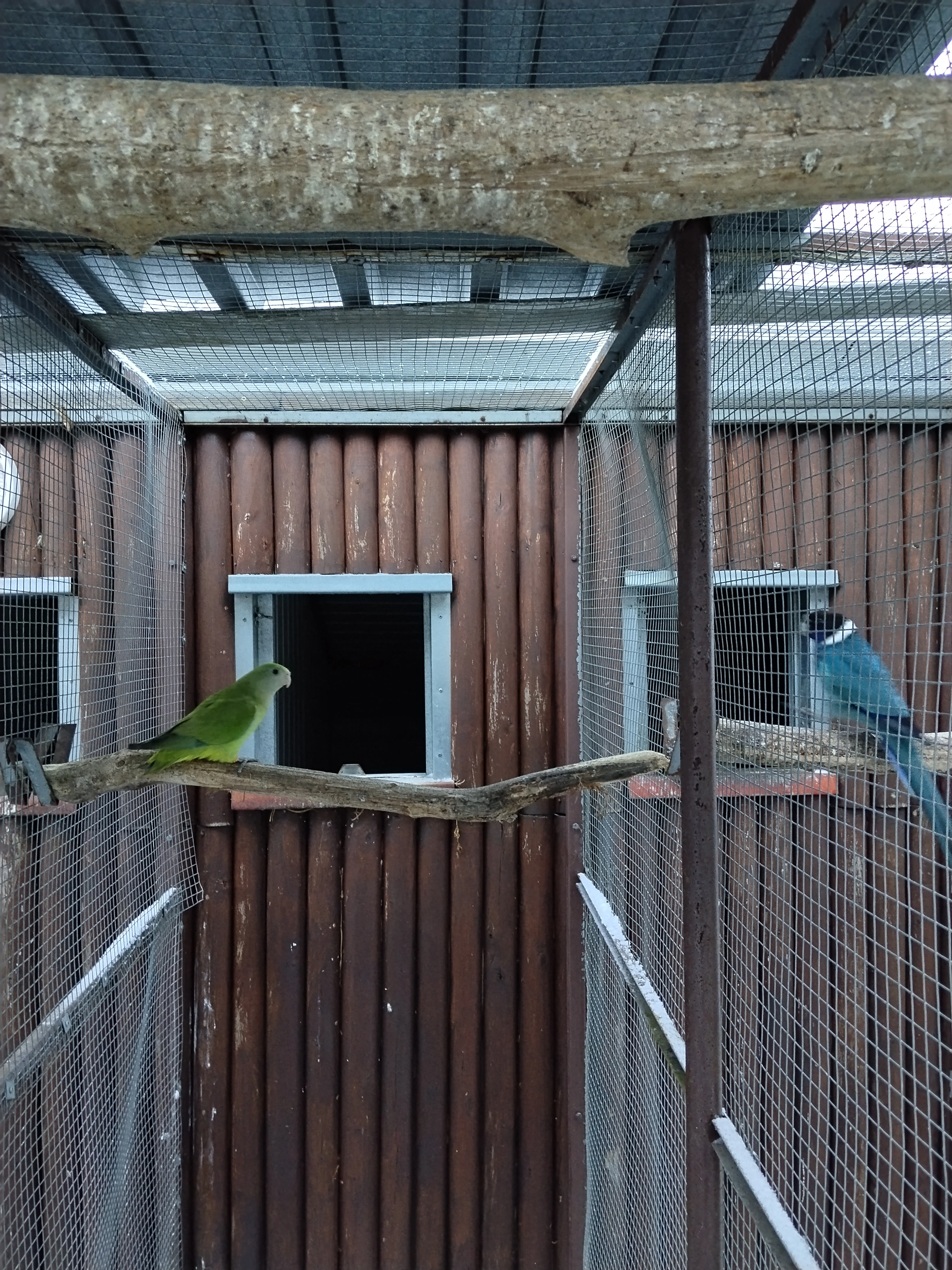 Šedozelený nádherný