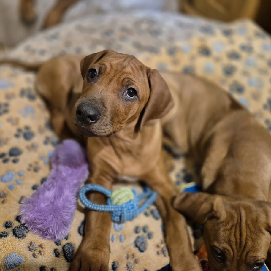 Rhodeský Ridgeback - vymazlená štěňátka s PP právě k odběru