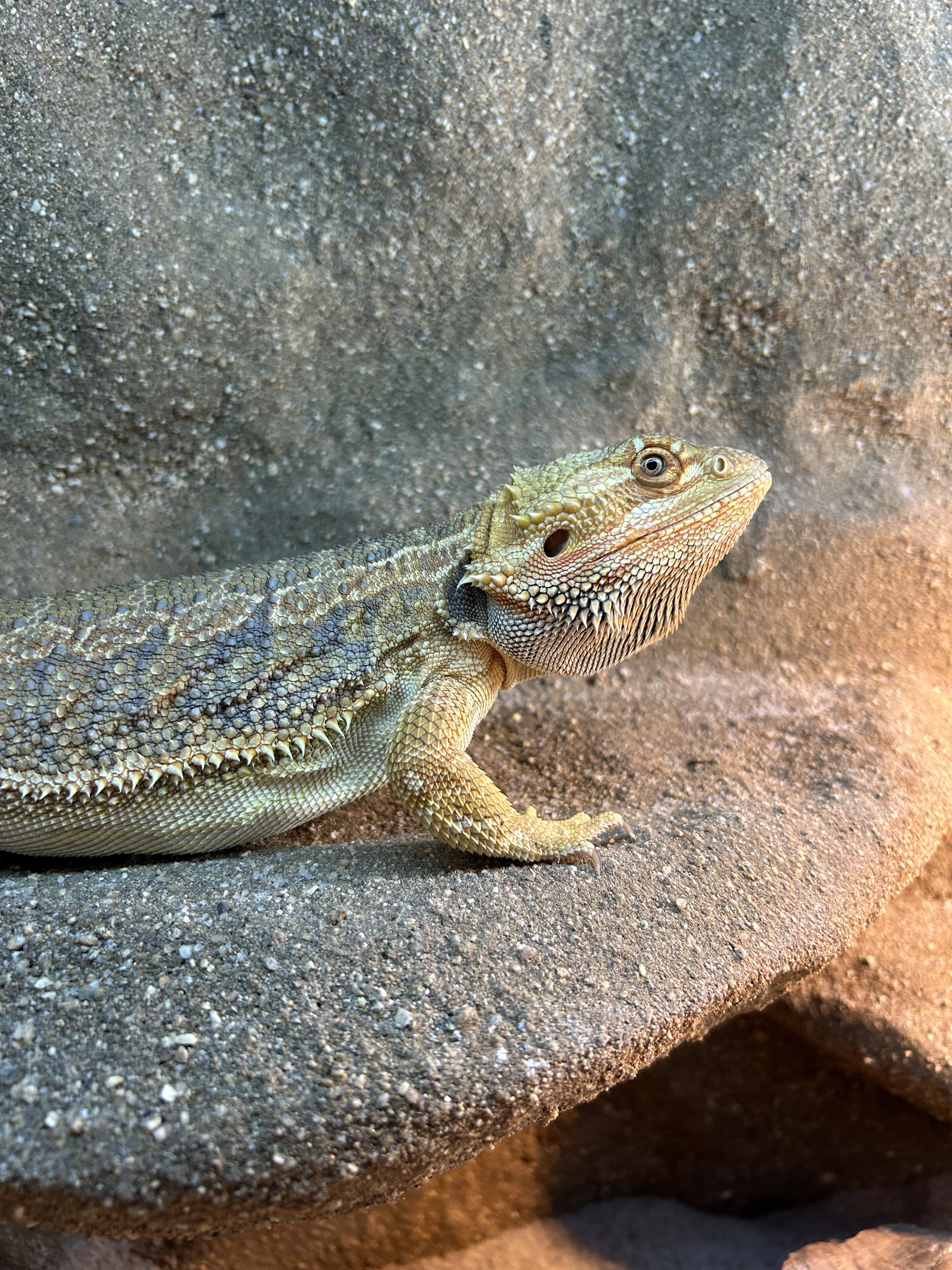 Chovatelský kroužek příjme terárijní zvířata