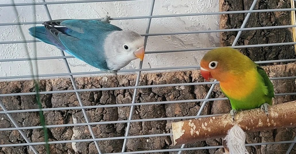 Dvouměsiční mláďata Agapornise Fisheri