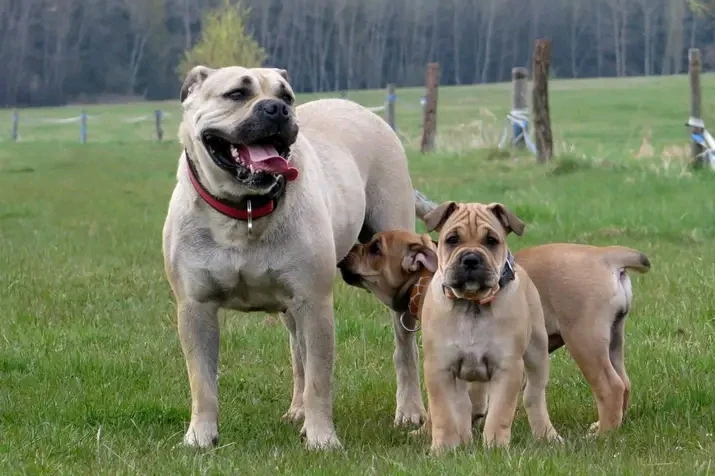 Mallorska doga, Malorska doga, Ca de Bou
