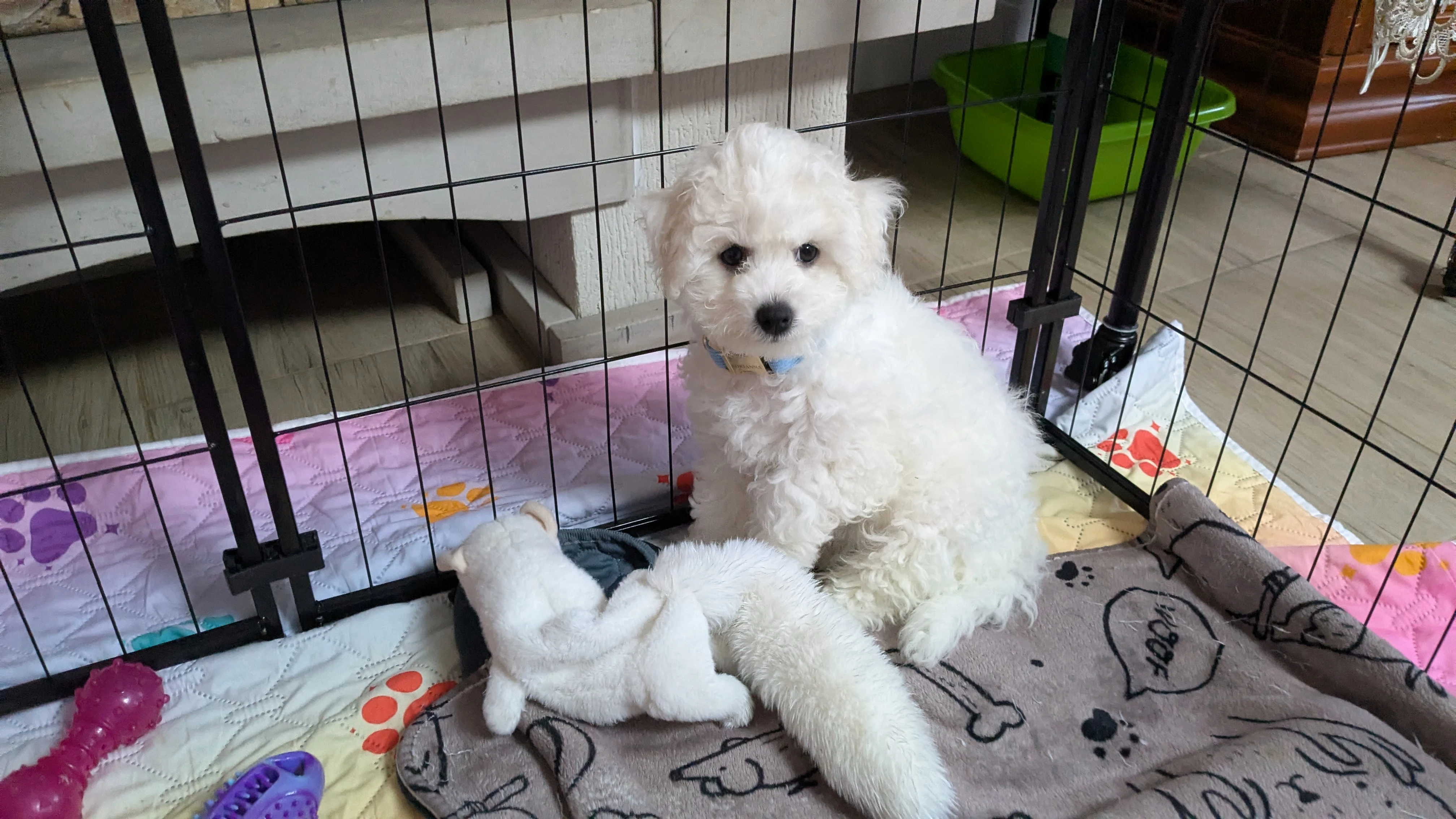 Adrianna je fenka bišonka, která hledá milující domov