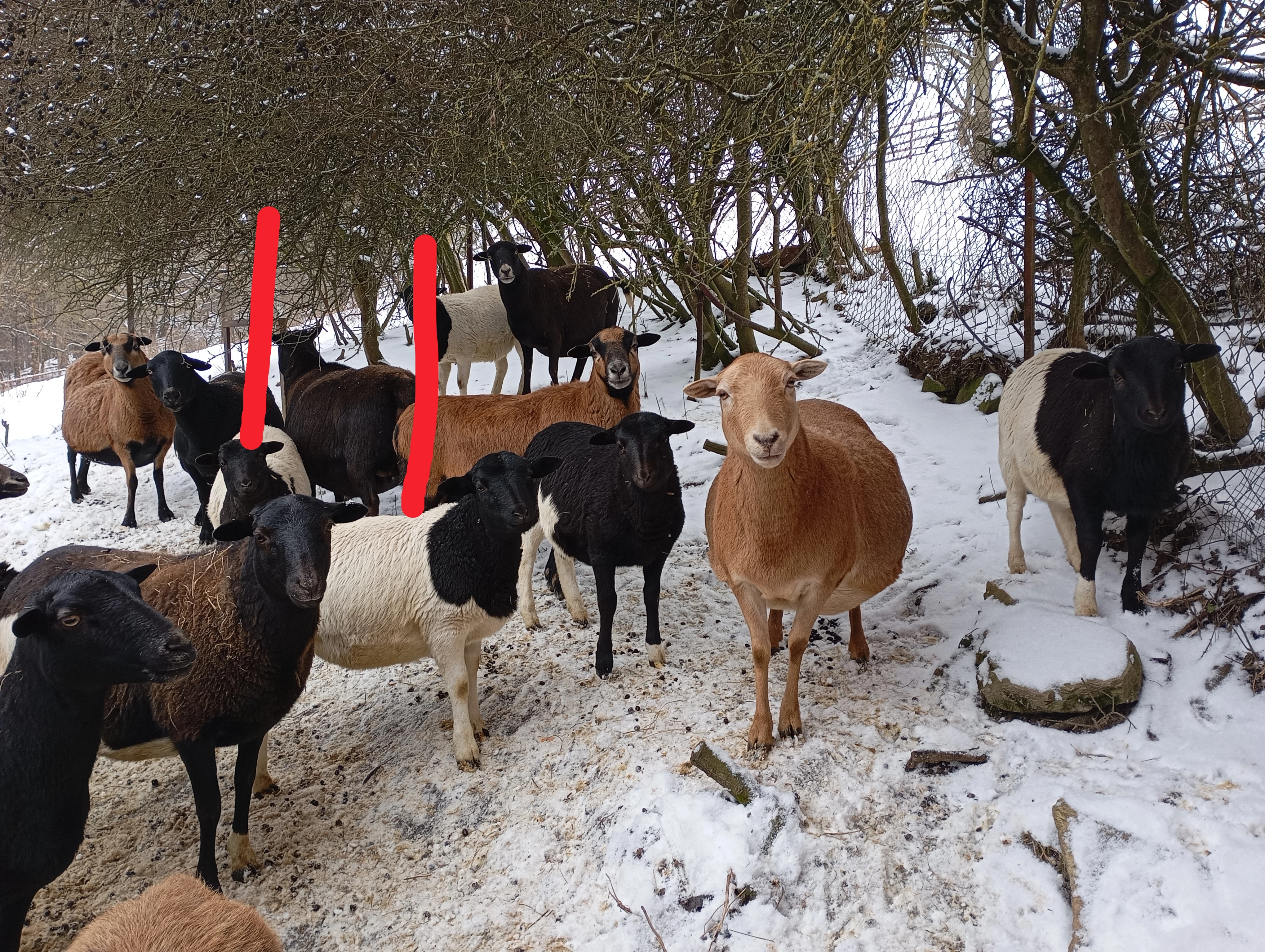 Prodám 2 jehničky dorper/kamerun