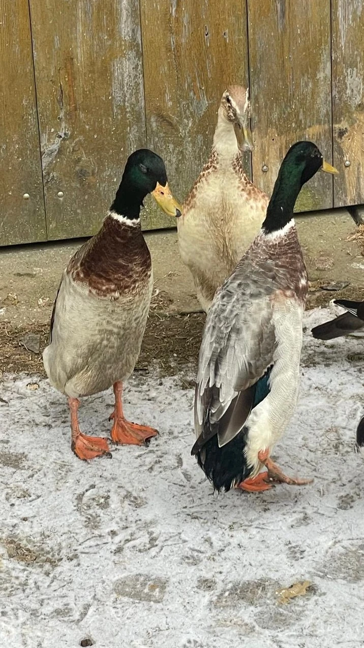 Indický běžec 3ks