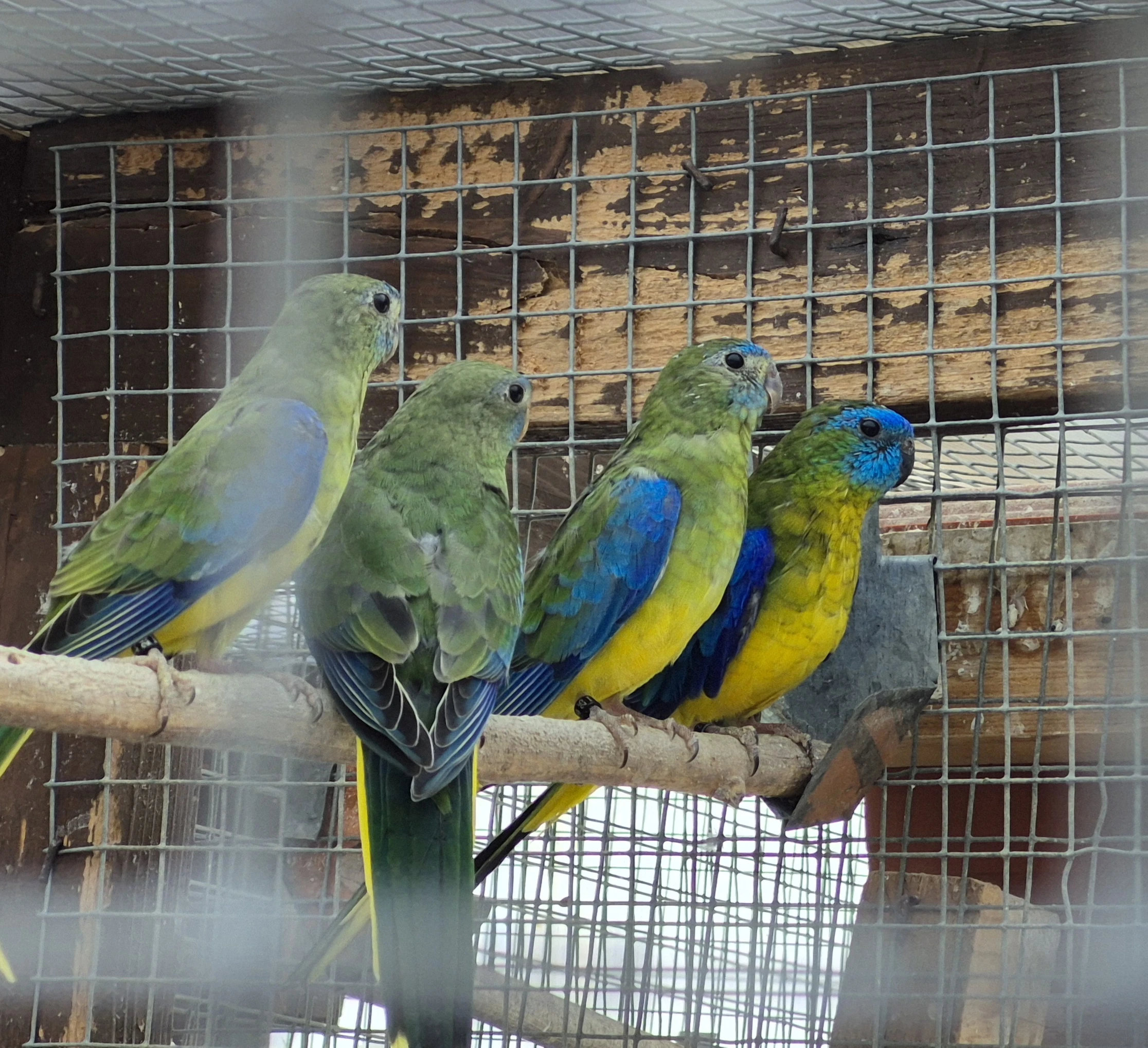 Prodám loňské Neofemy