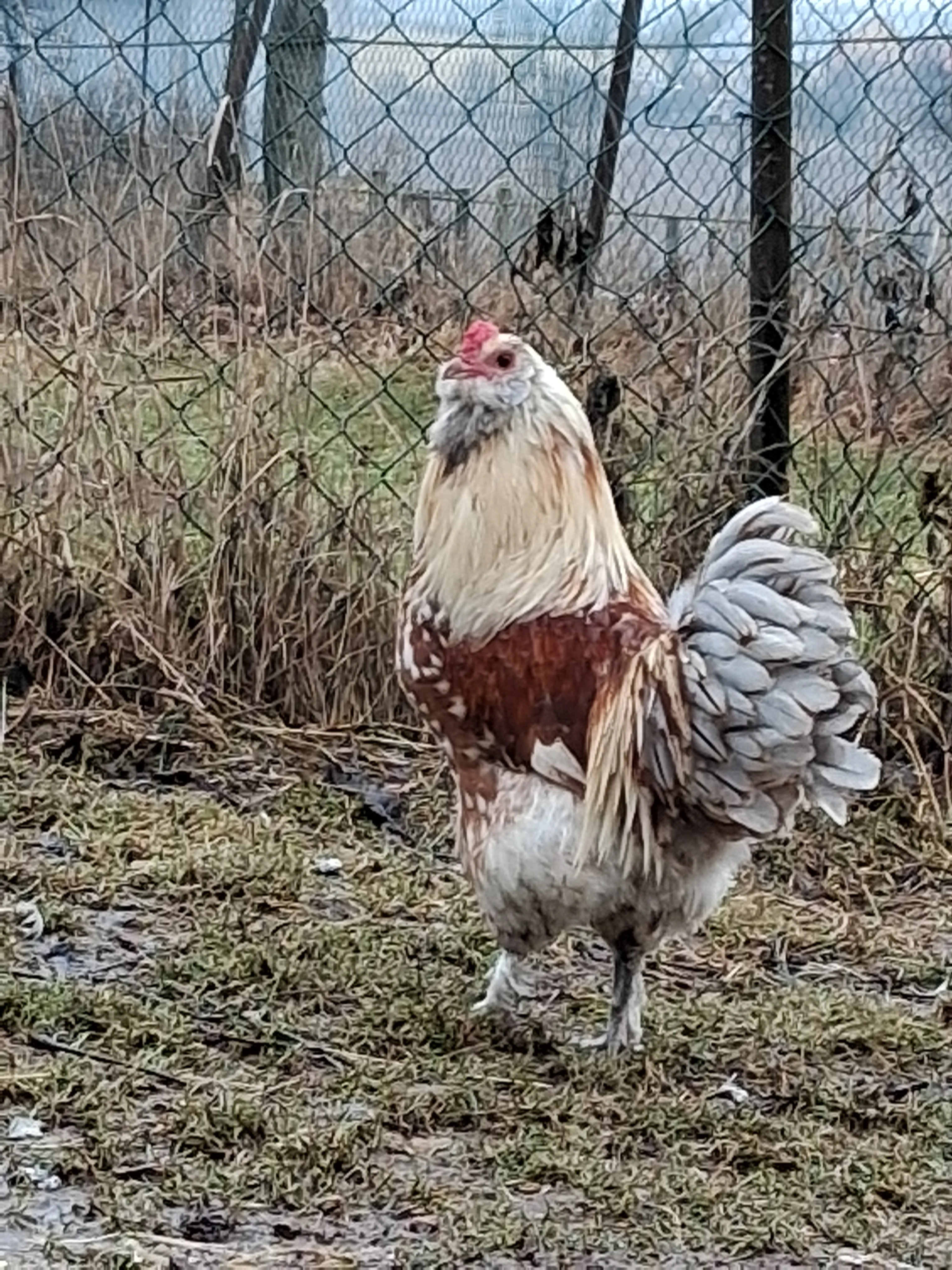 Kříženec hedvábničky