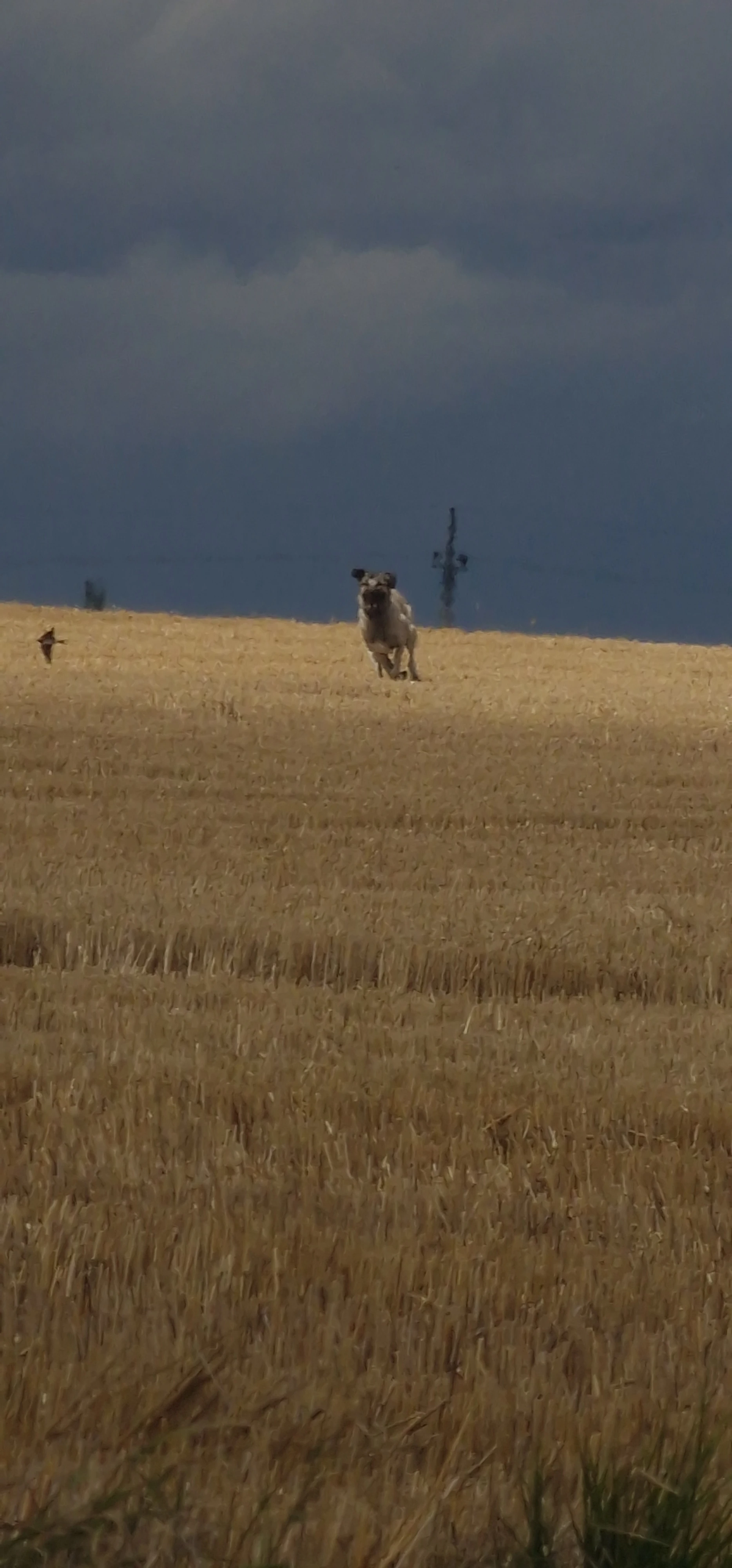 Nabízím k adopci fenu Kangal