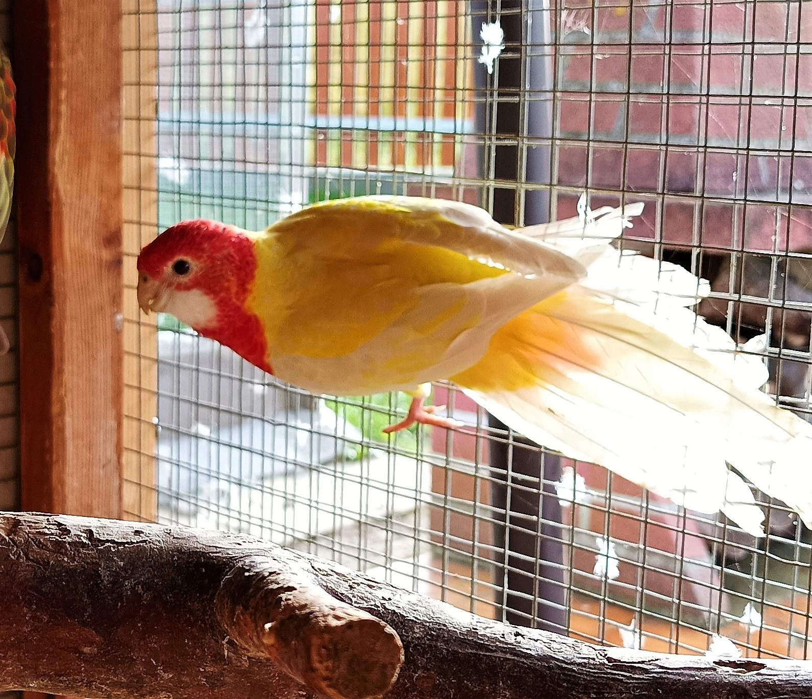 Rosely pestré lutino a přírodní - loňské odchovy