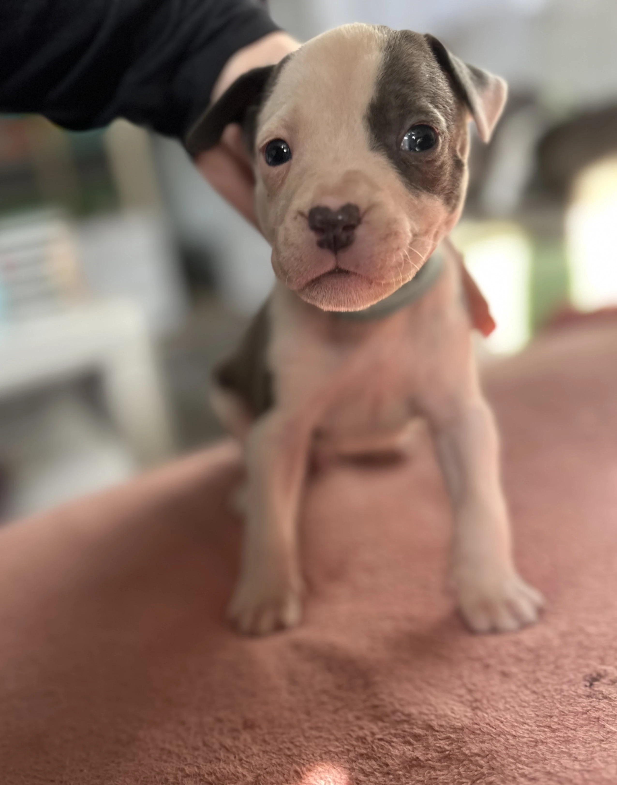 Americký stafordšírský teriér