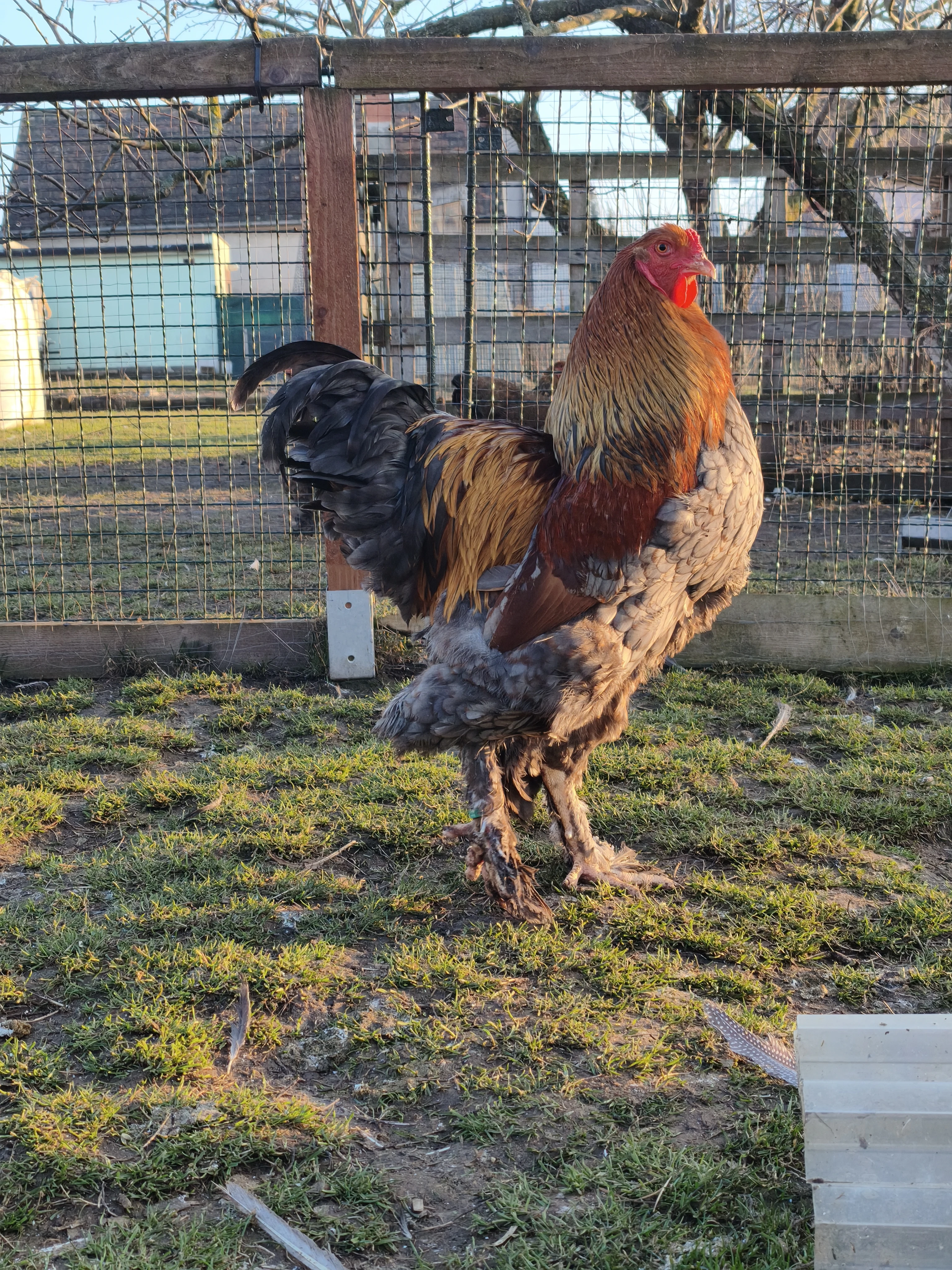 Kohout brahmánka vlnitá koroptví modrá