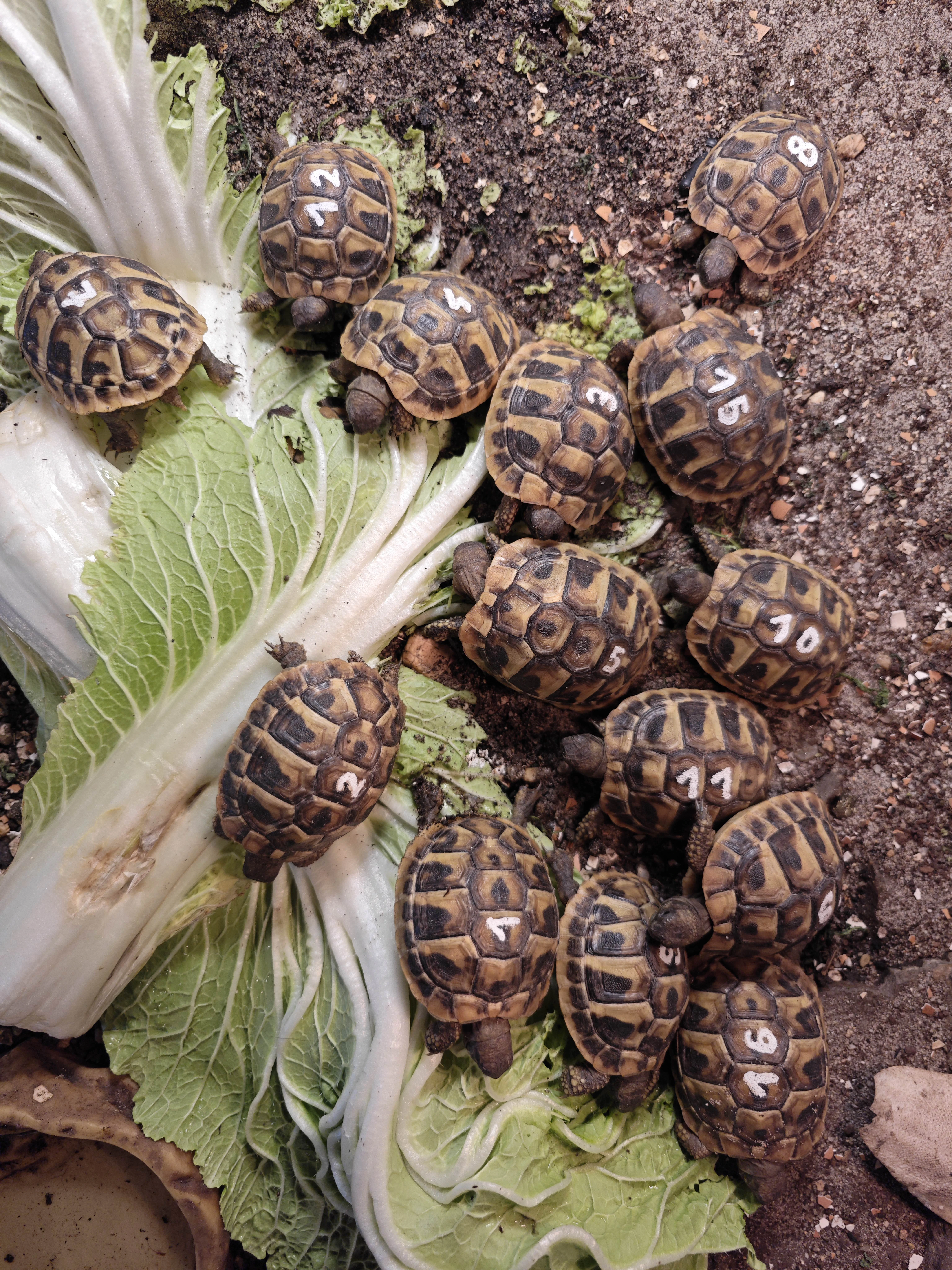 Želva zelenavá (Testudo hermanni)