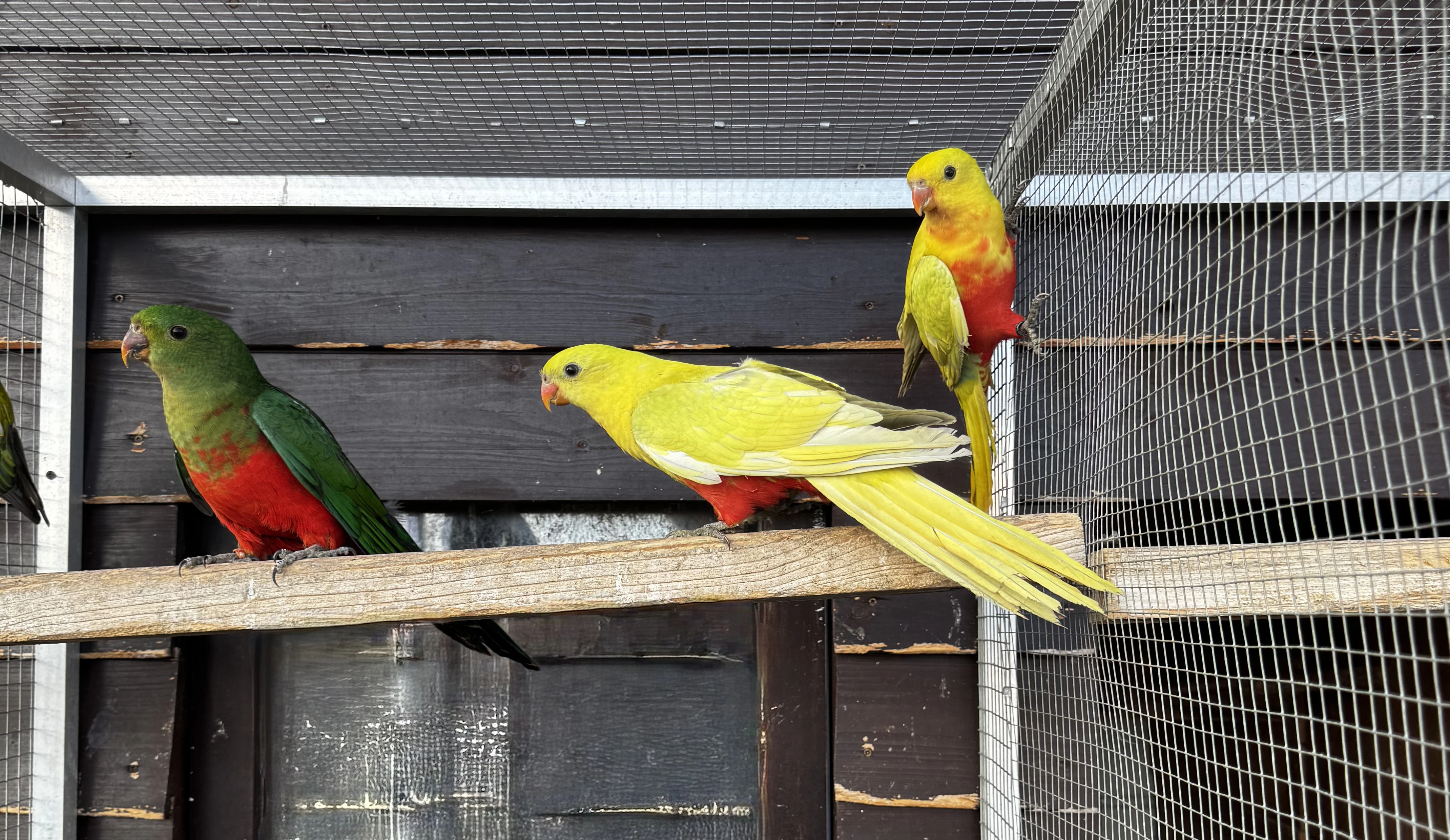 Prodám papouška královského žlutého