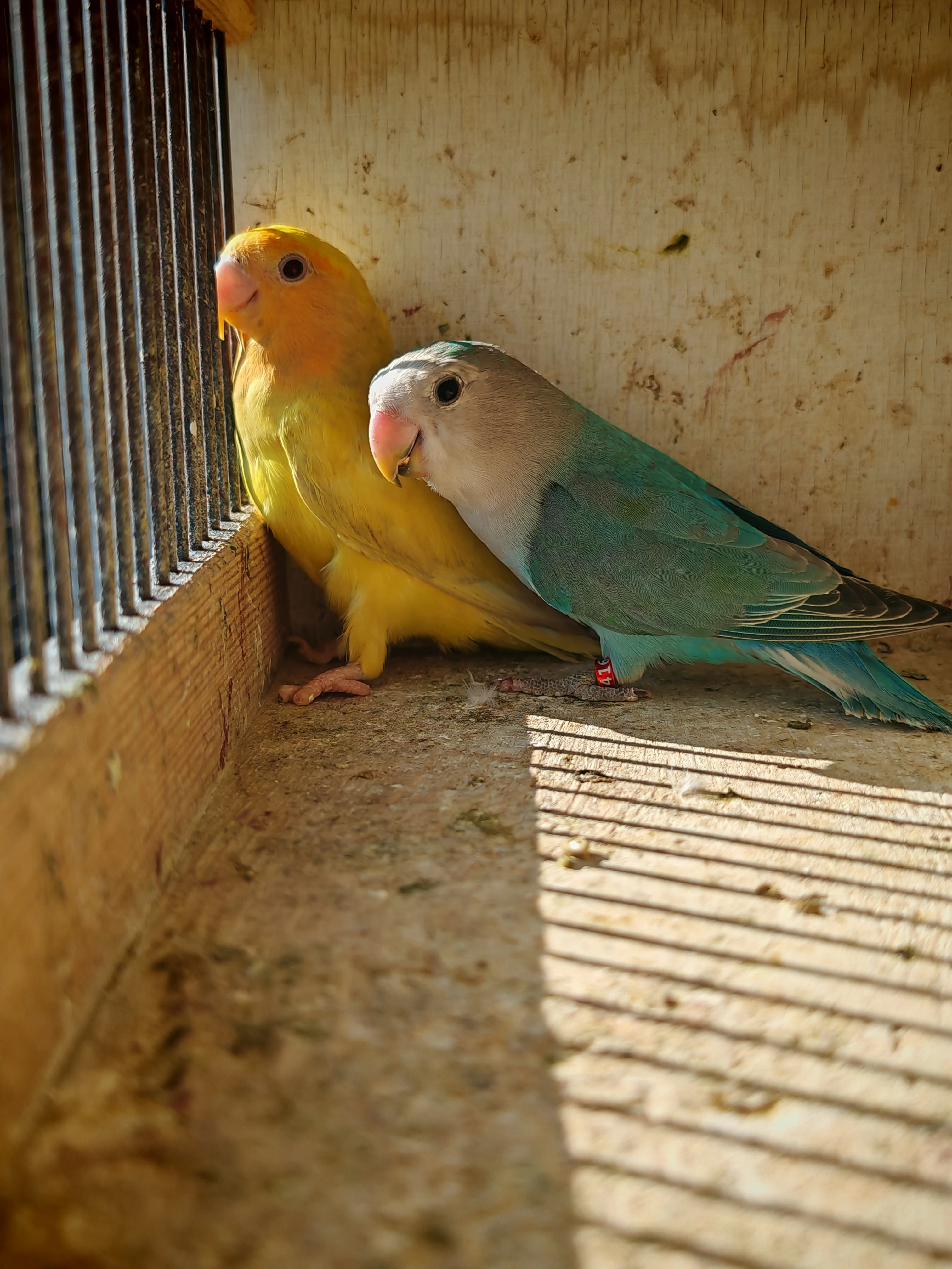 Agapornis růžohrdlý pár 2025  DNA test