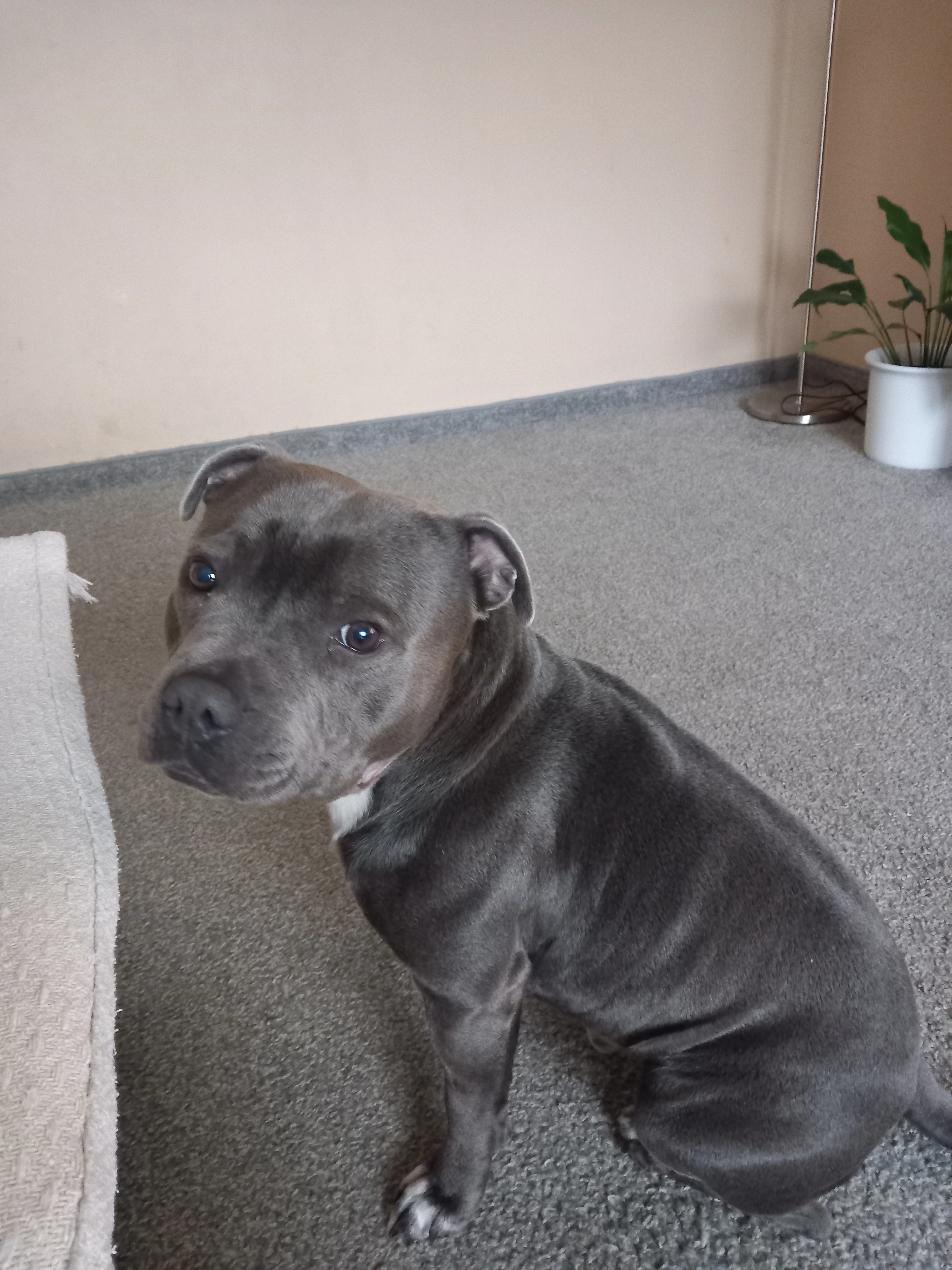 Stafordšírský bulterier