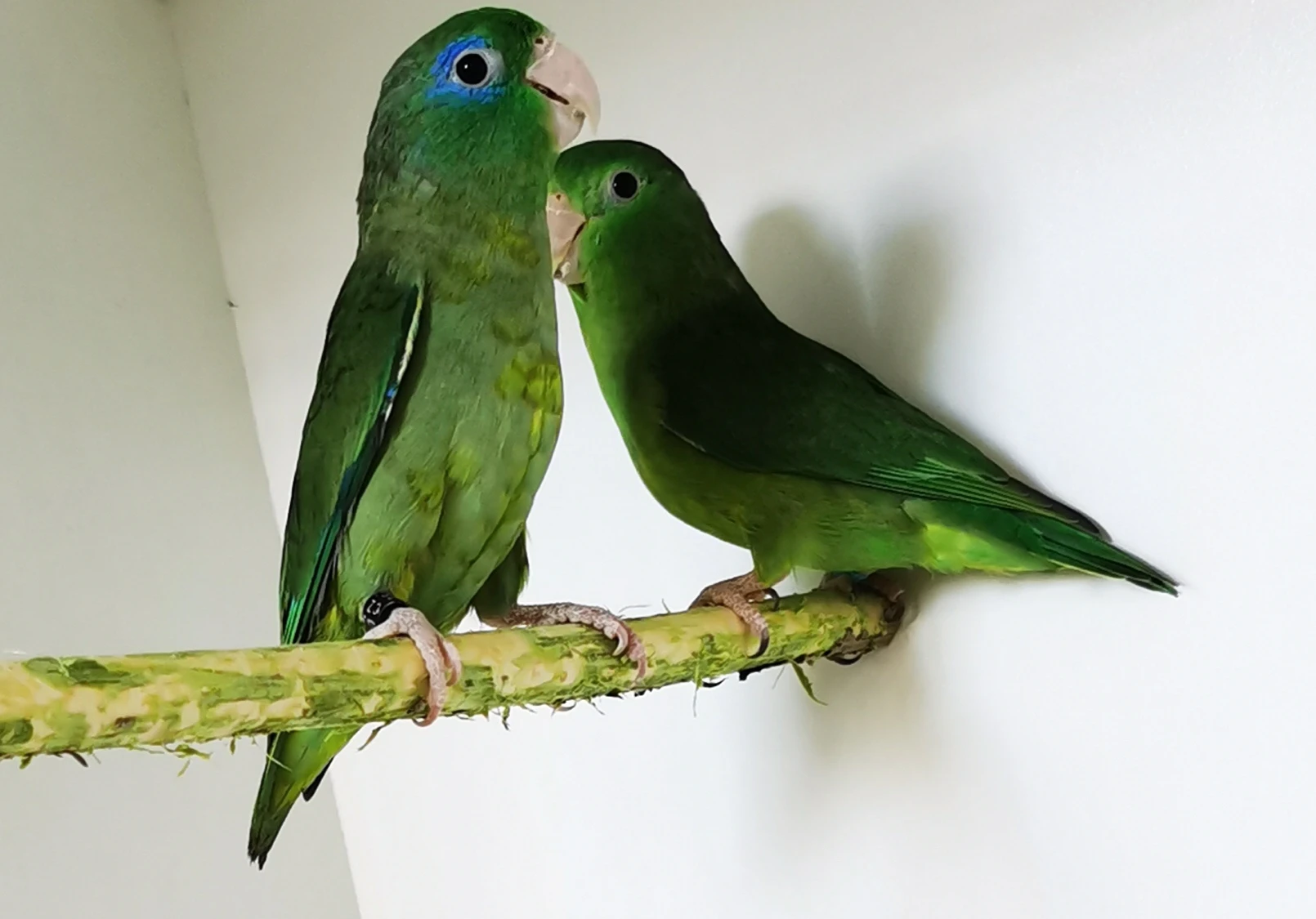 Papoušíček brýlatý sameček