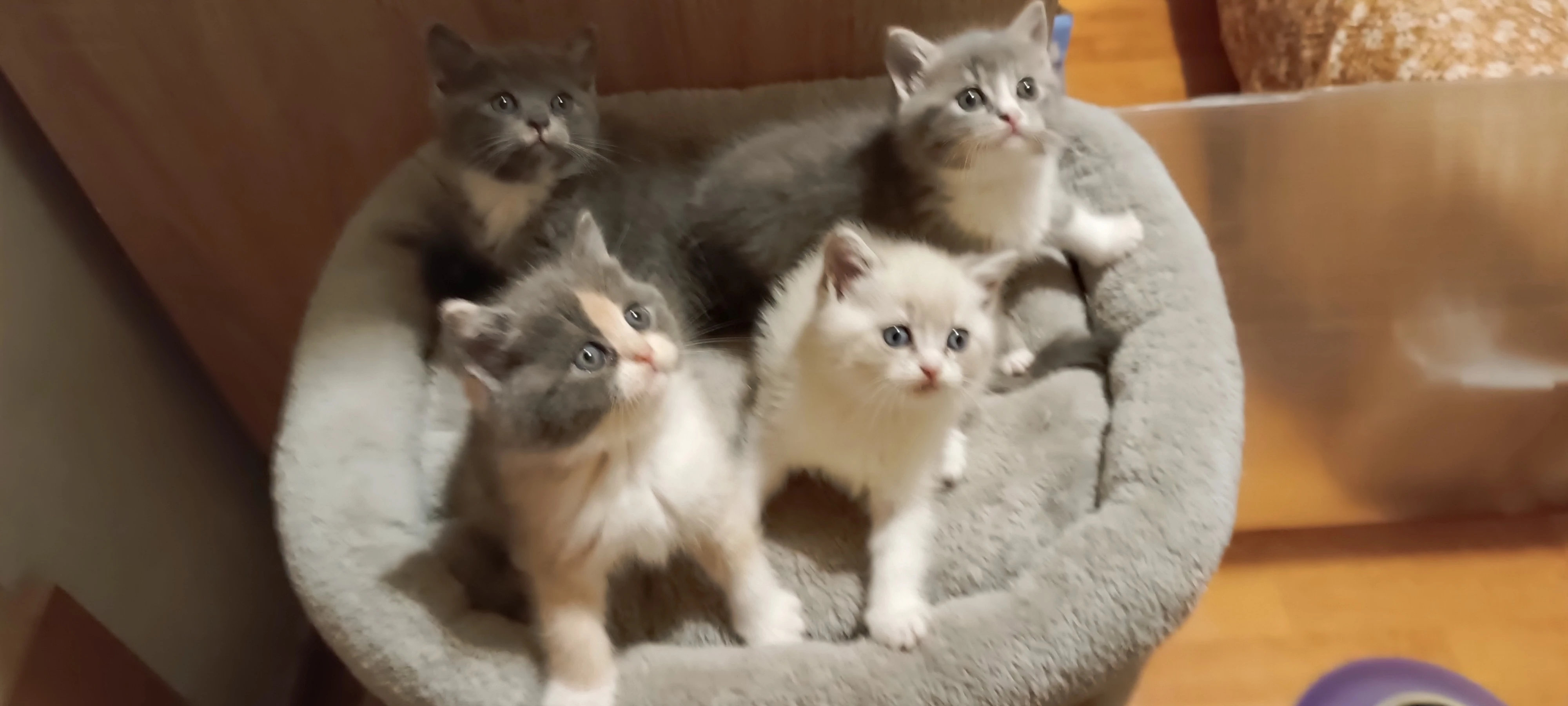 Britská koťata bez PP