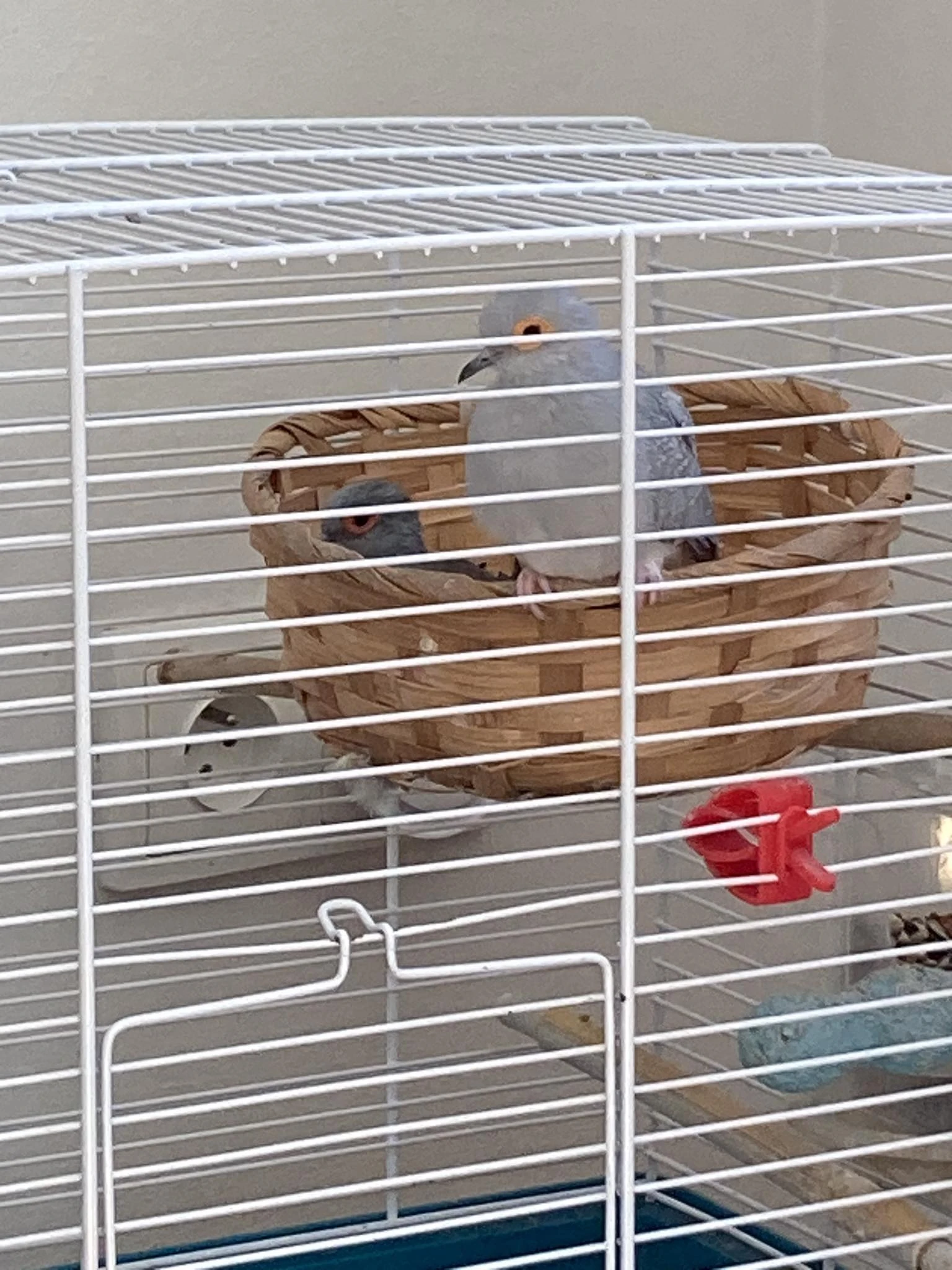 DARUJI pár holoubků diamantových