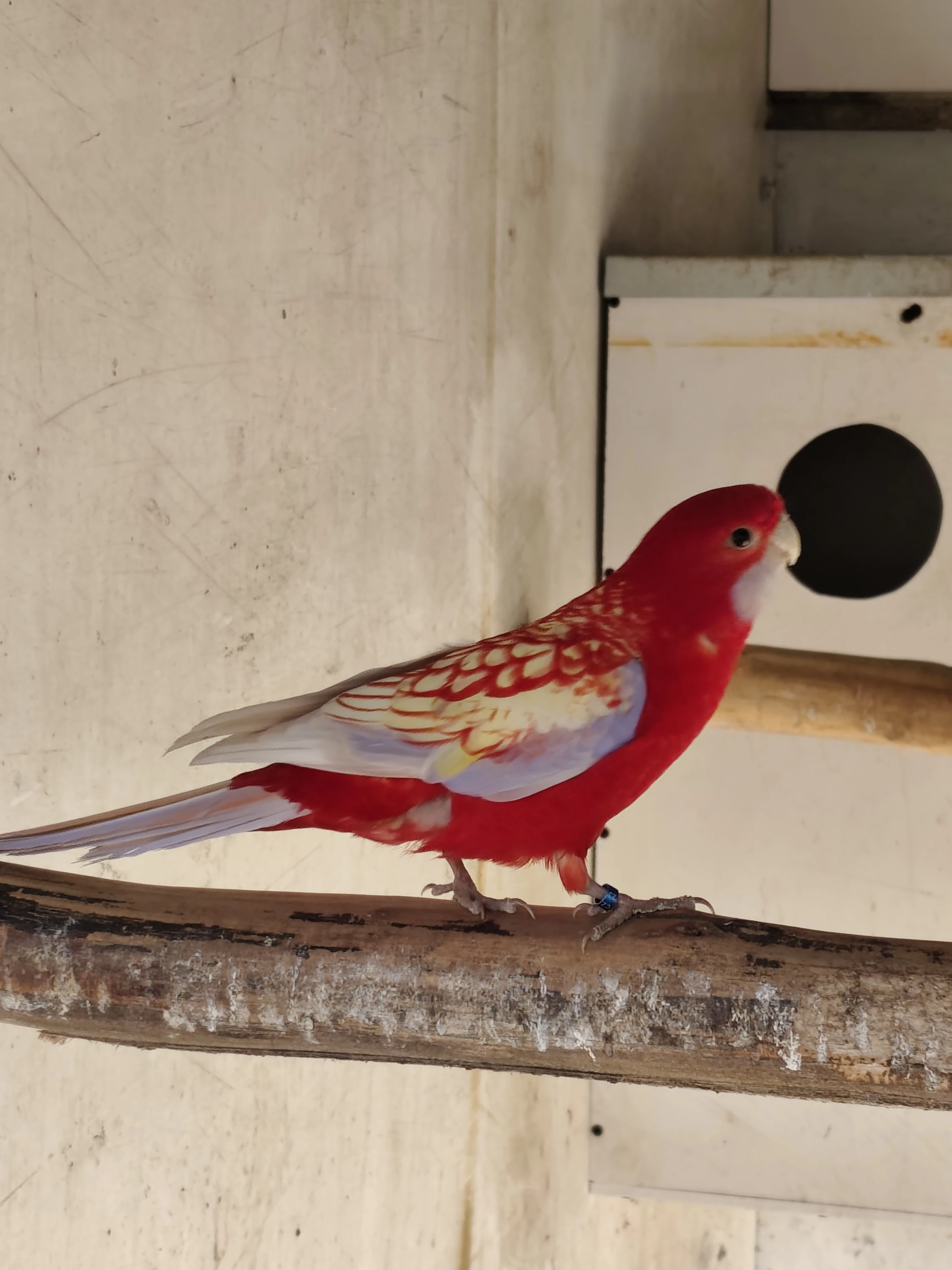 Penant zlatý pastel