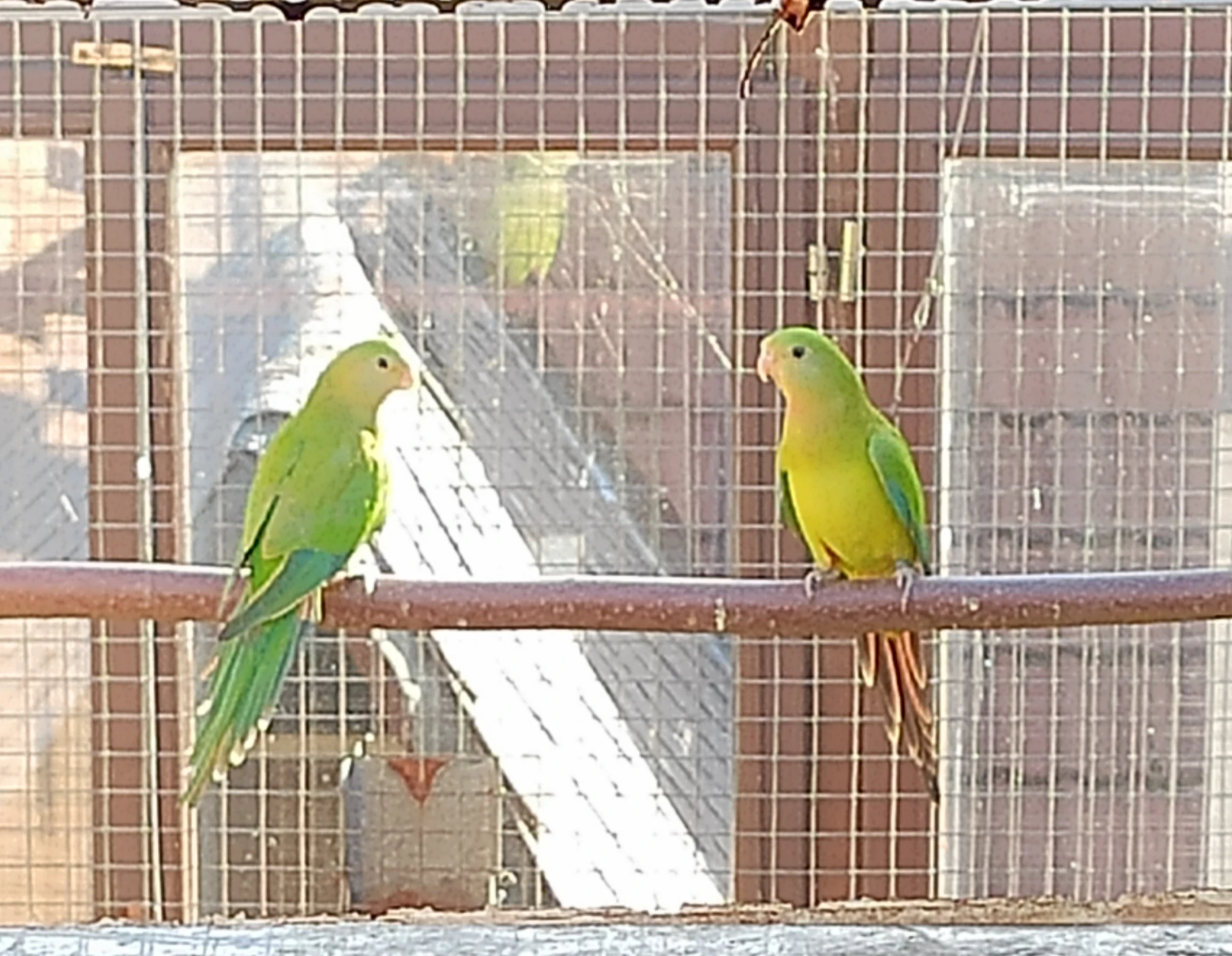 Papoušek nádherný 1,1