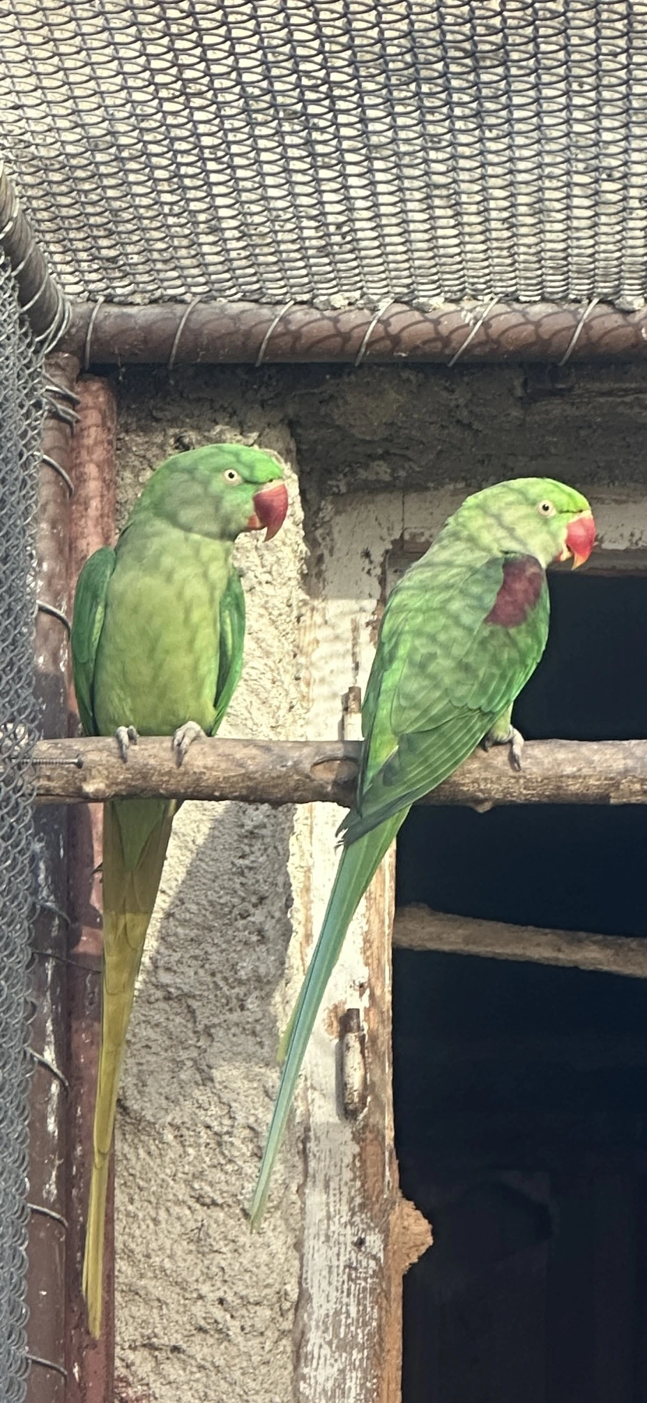 Prodám- Alexandr velký