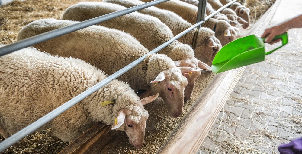 Ovce (východofríské)