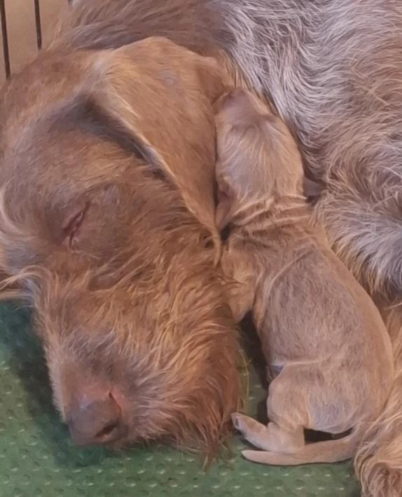 Štěňátka Slovenského hrubosrstého ohaře