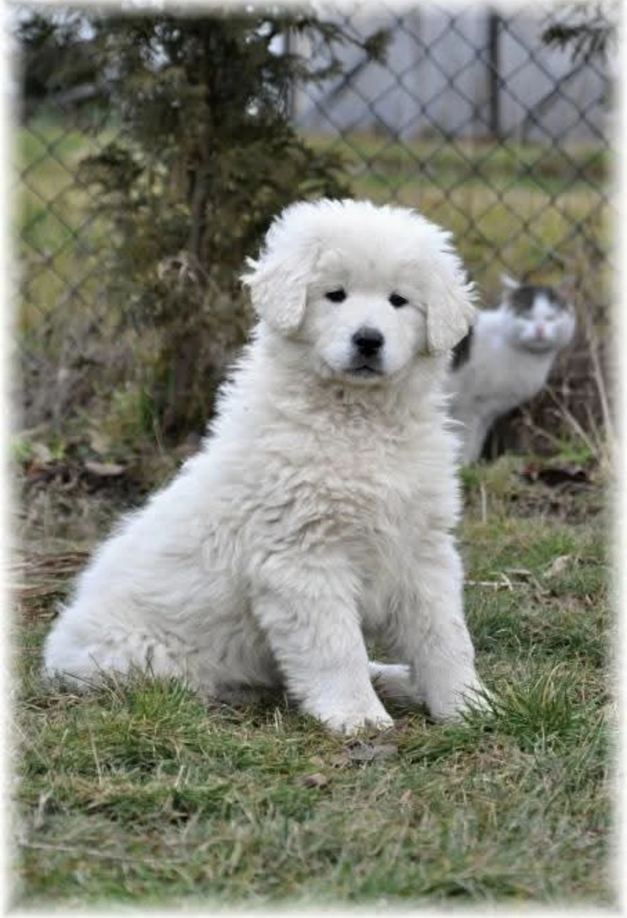 Slovenský čuvač - štěňátka s PP