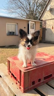 Papillon štěnáťka s PP