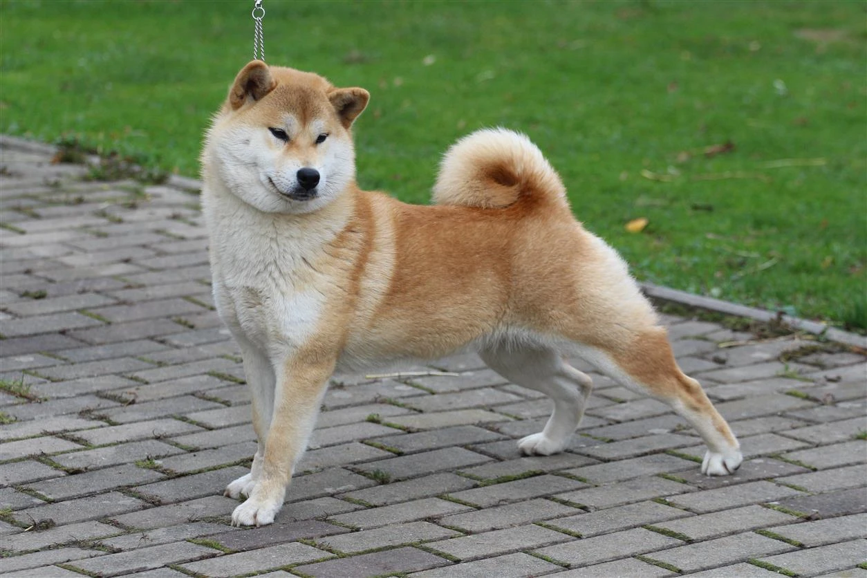 Shiba fenka s PP FCI