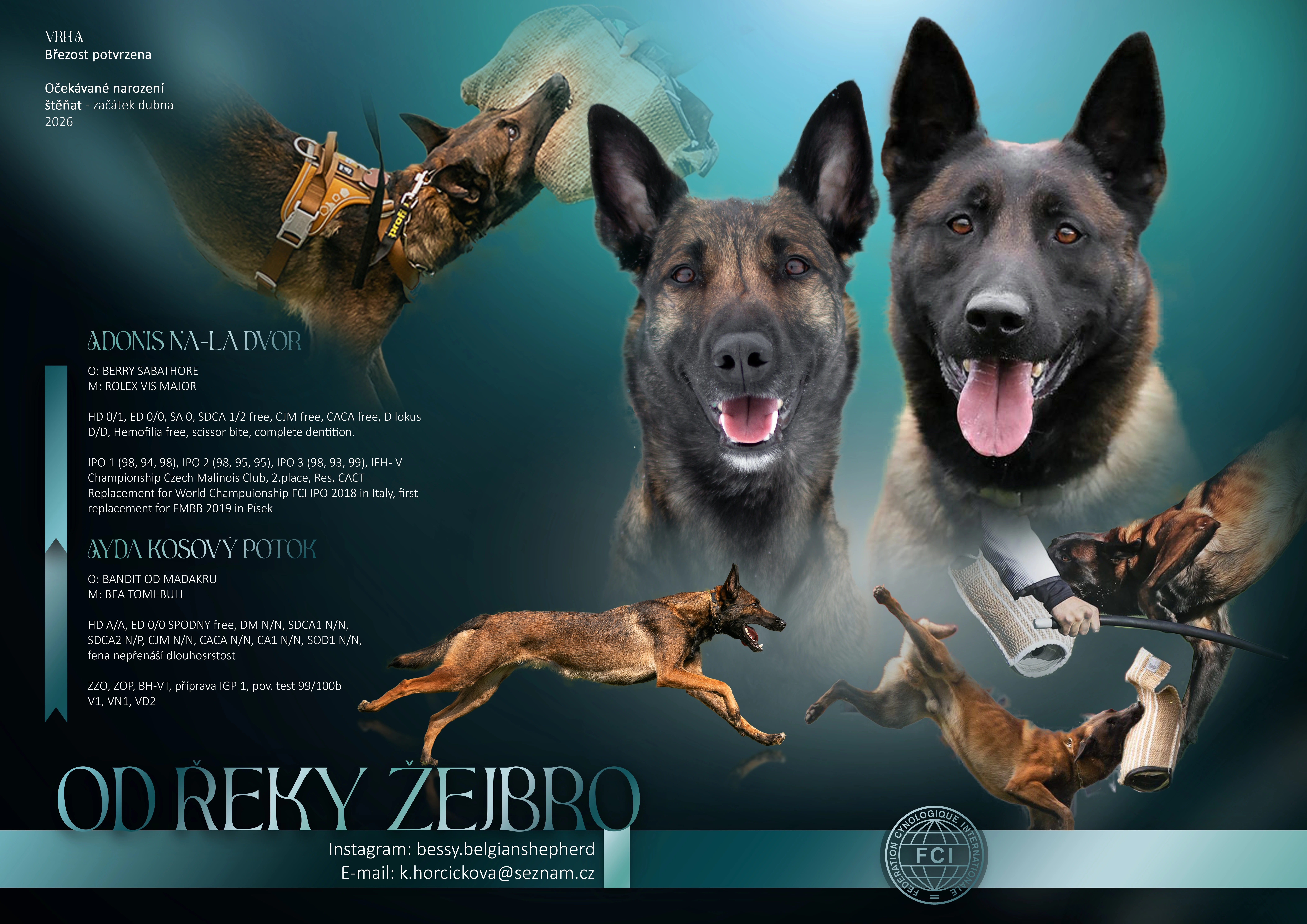 Belgický ovčák malinois