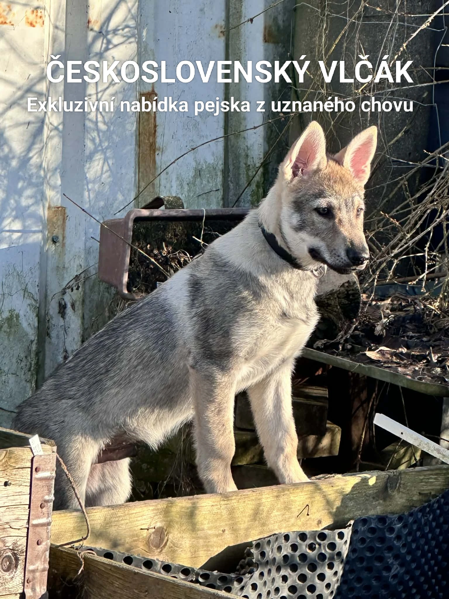 Československý vlčák štěně s rodokmenem TOP nabídka