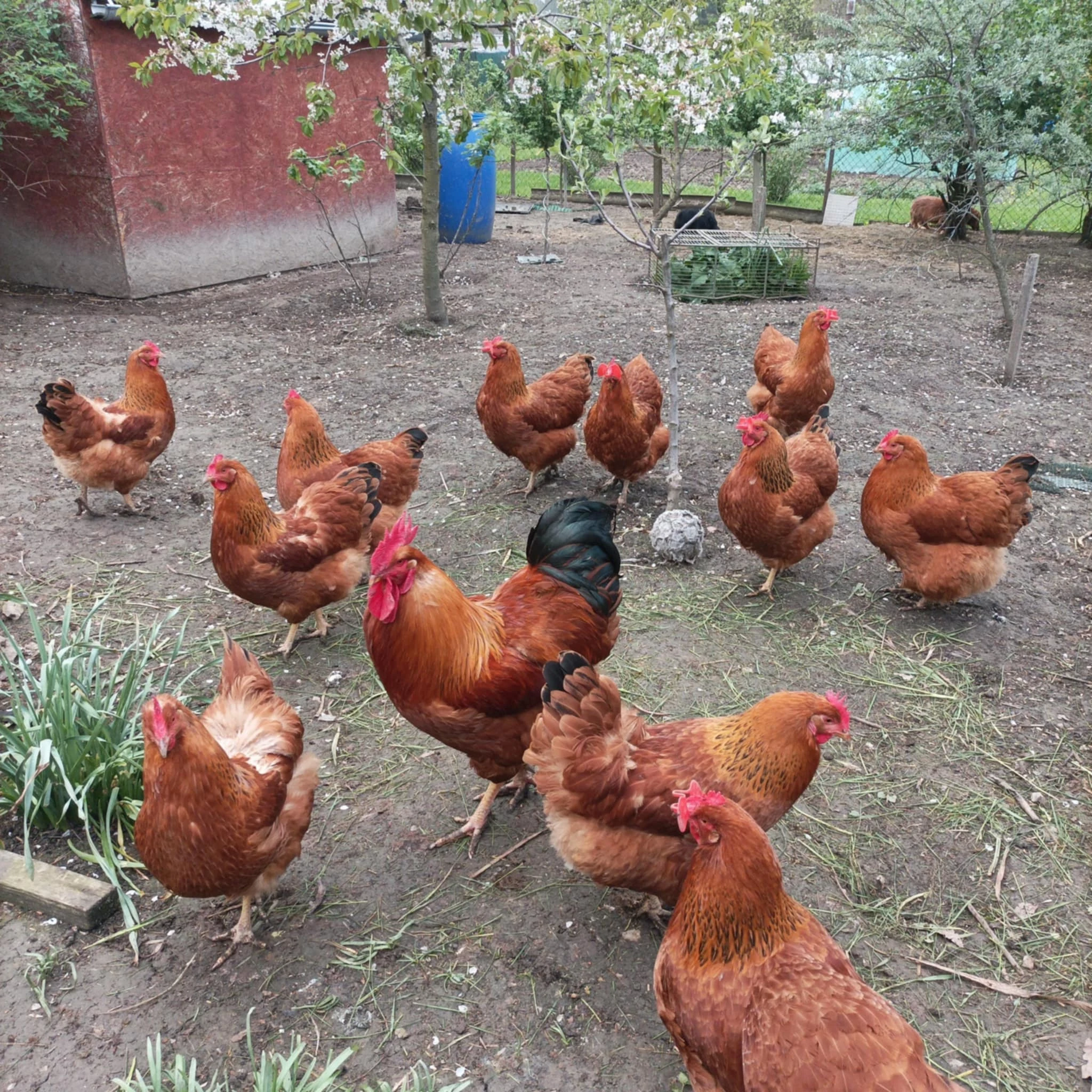 Násadová vejce hempšírek