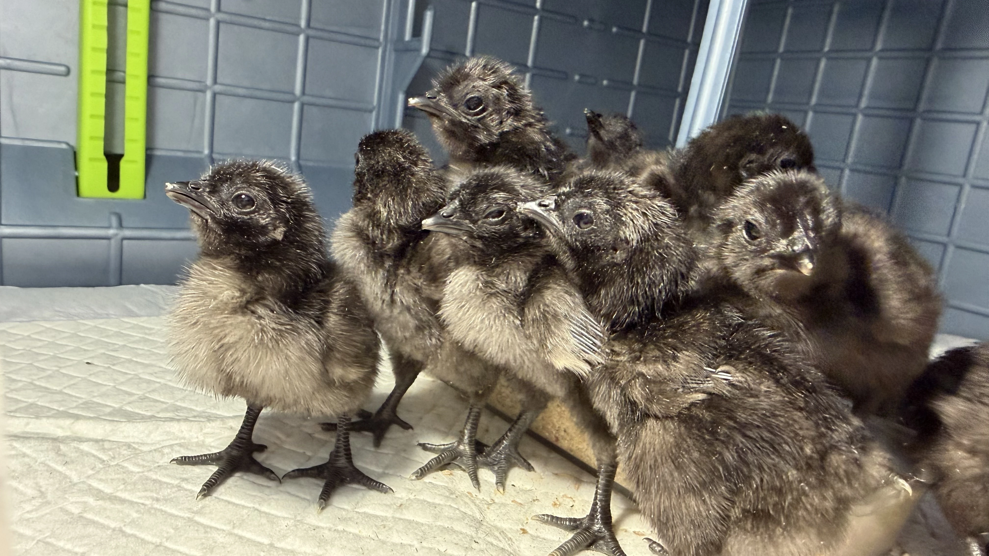 Kuřátka ayam cemani - cemanská slepice z výstavního chovu